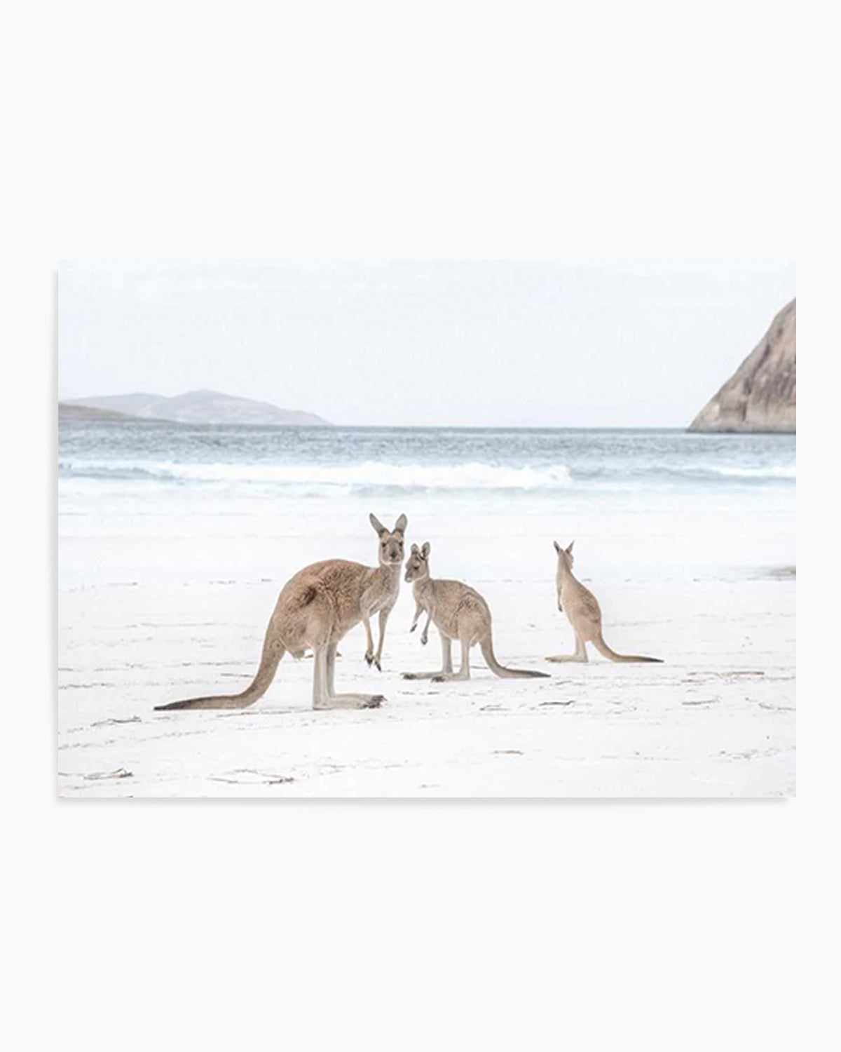 Coastal Beach Kangaroo II Art Print