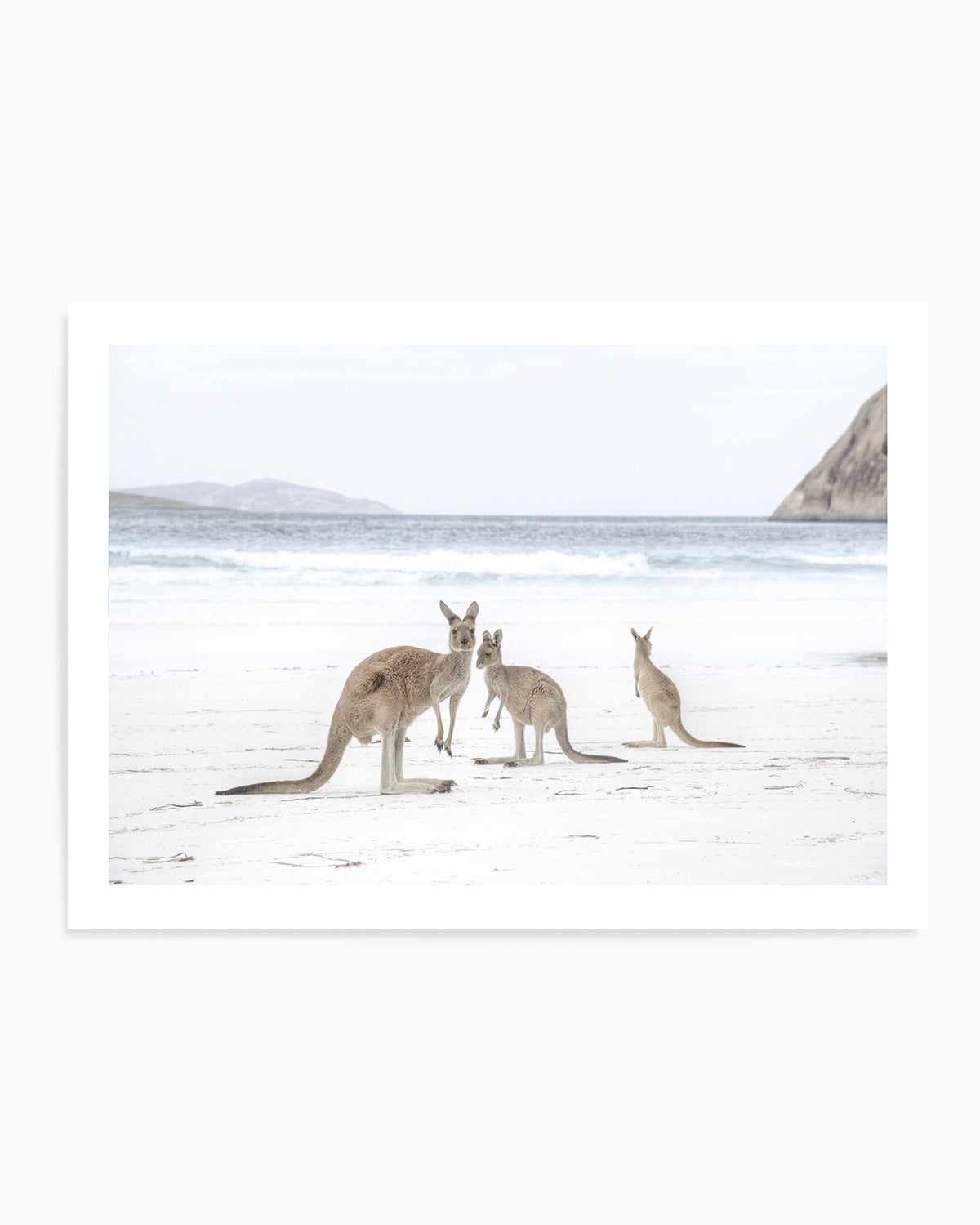 Coastal Beach Kangaroo II Art Print