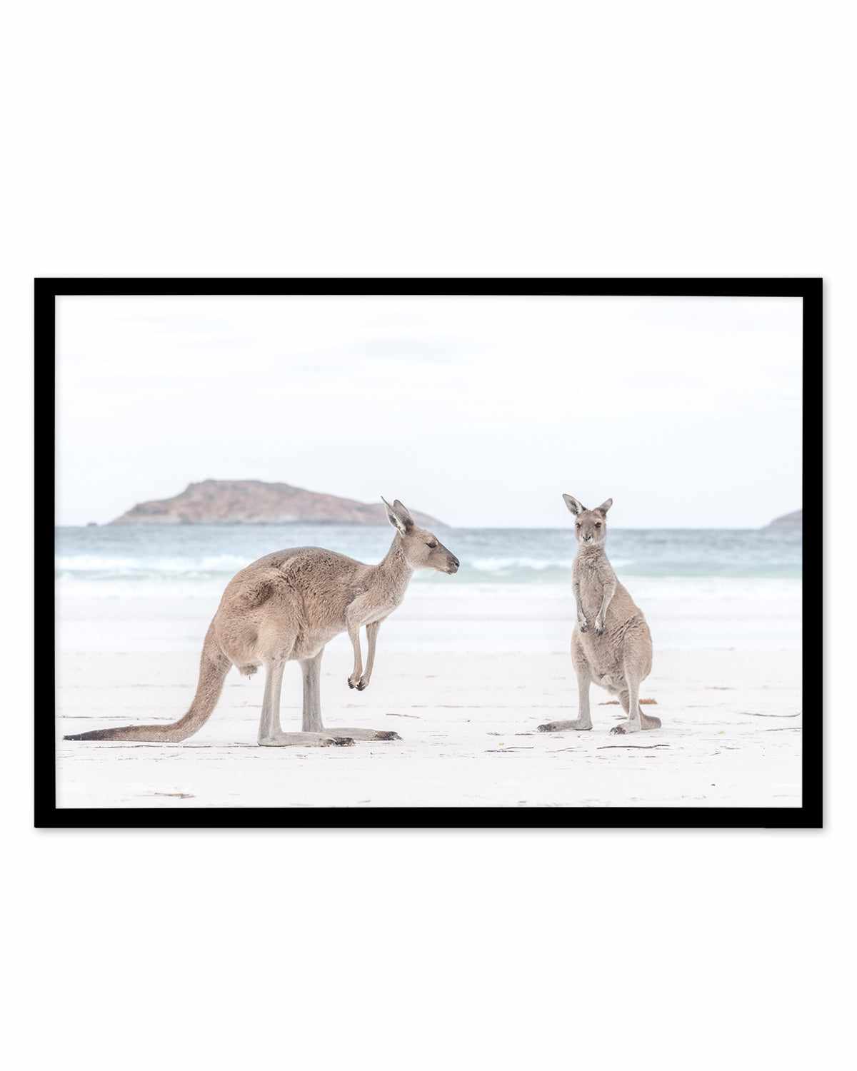 Coastal Beach Kangaroo III Art Print