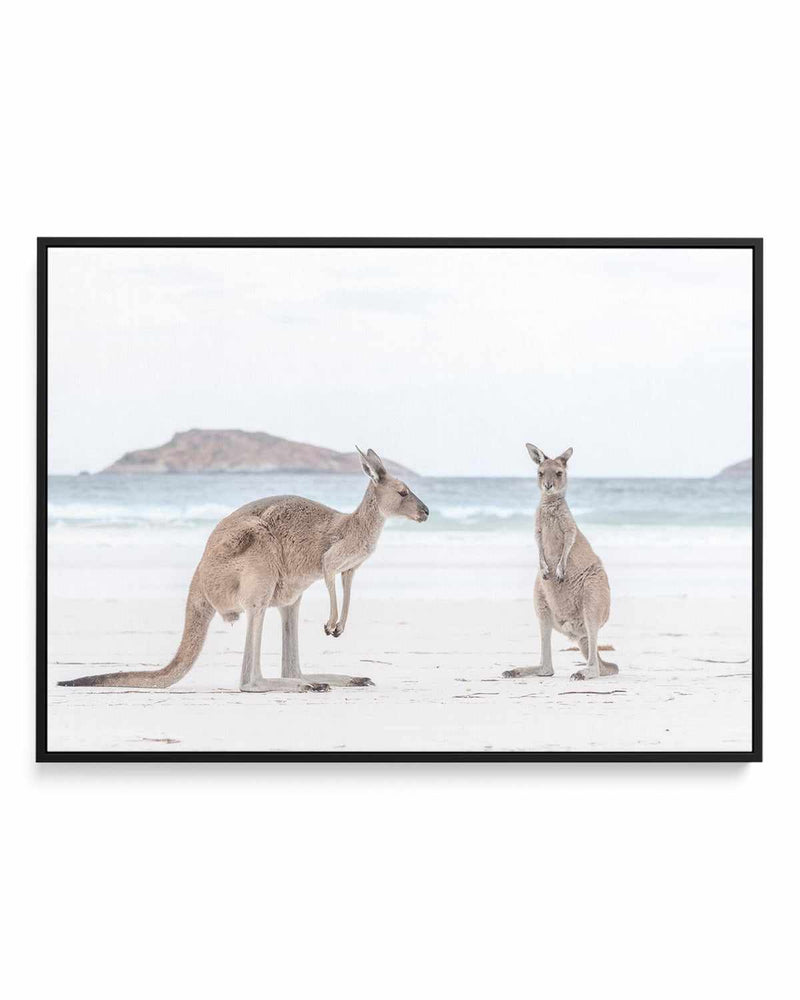Coastal Beach Kangaroo III | Framed Canvas Art Print