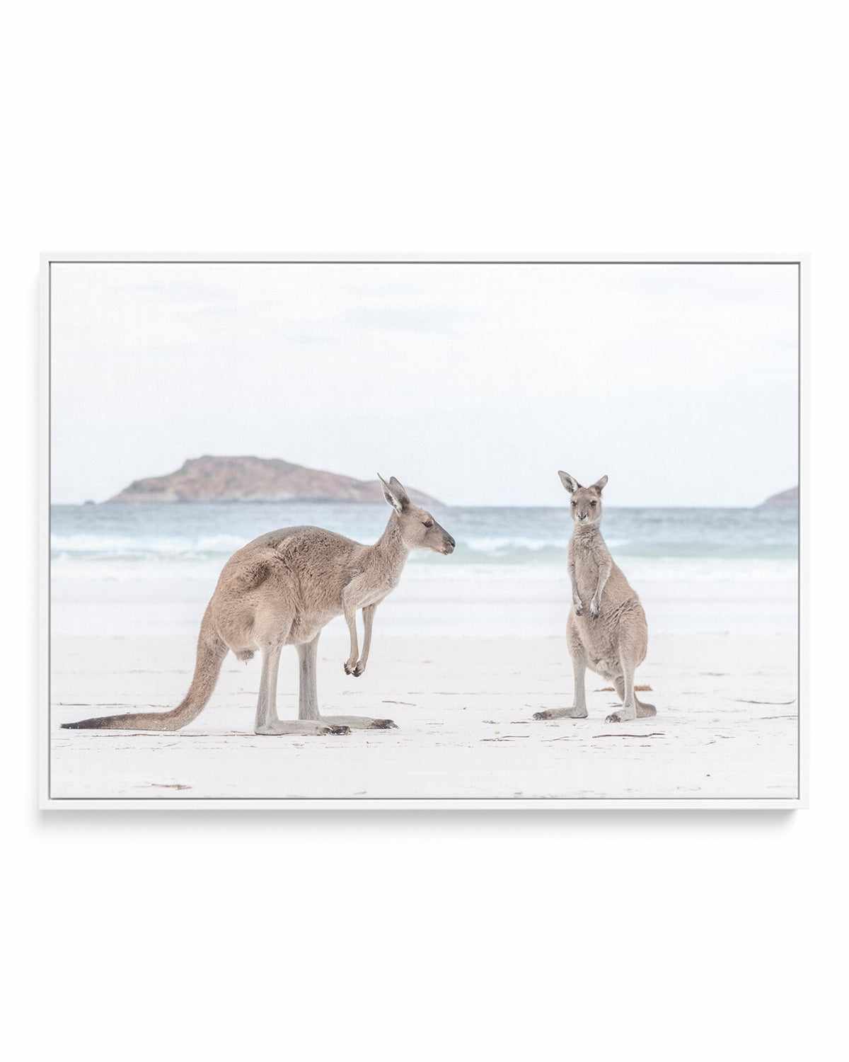 Coastal Beach Kangaroo III | Framed Canvas Art Print