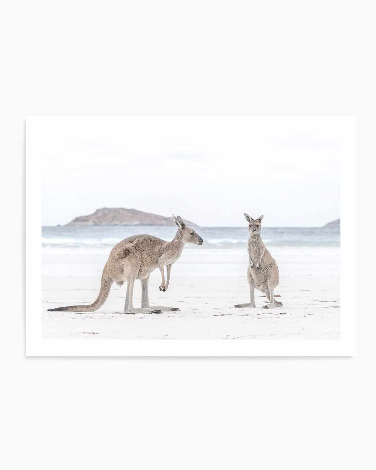 Coastal Beach Kangaroo III Art Print