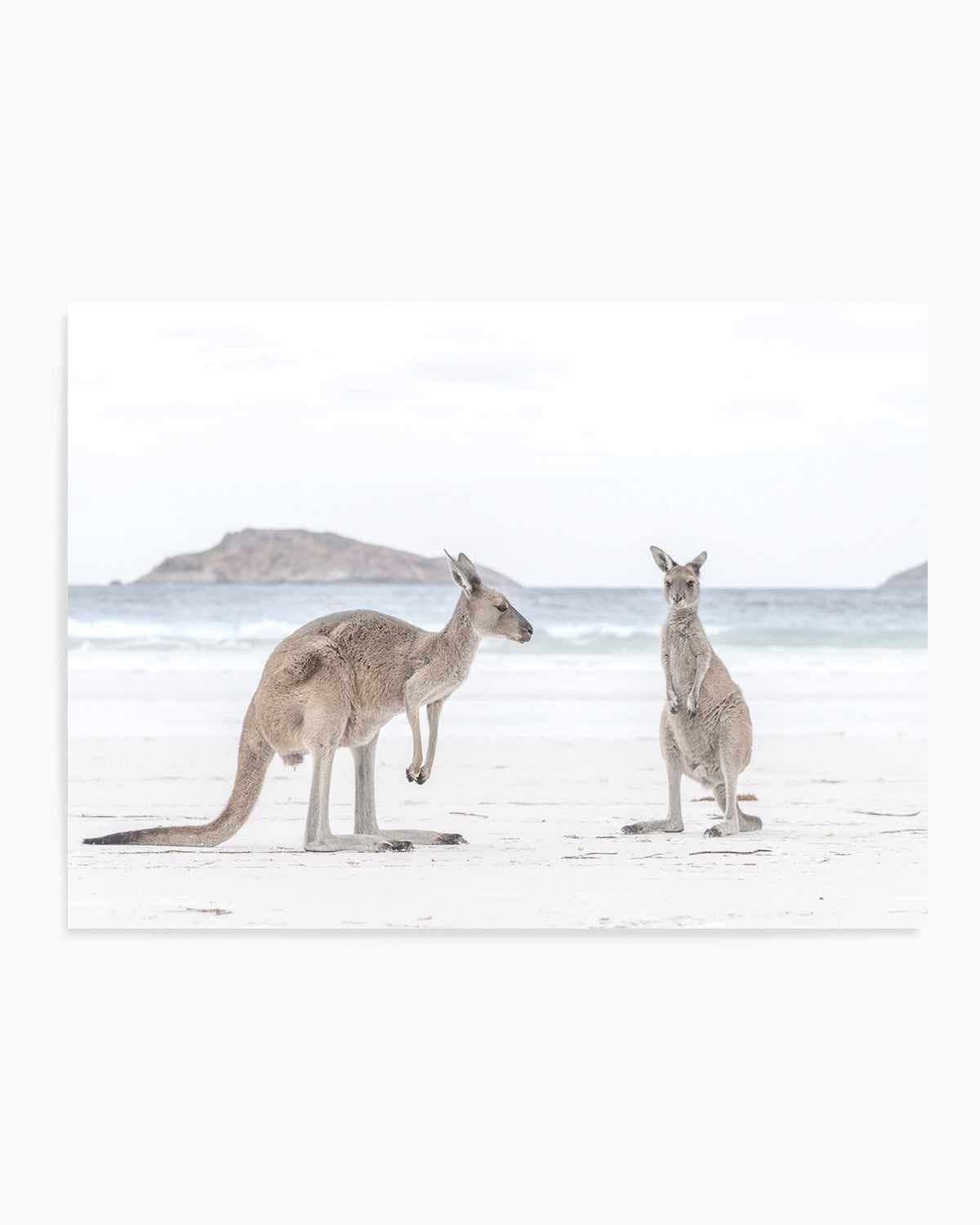 Coastal Beach Kangaroo III Art Print