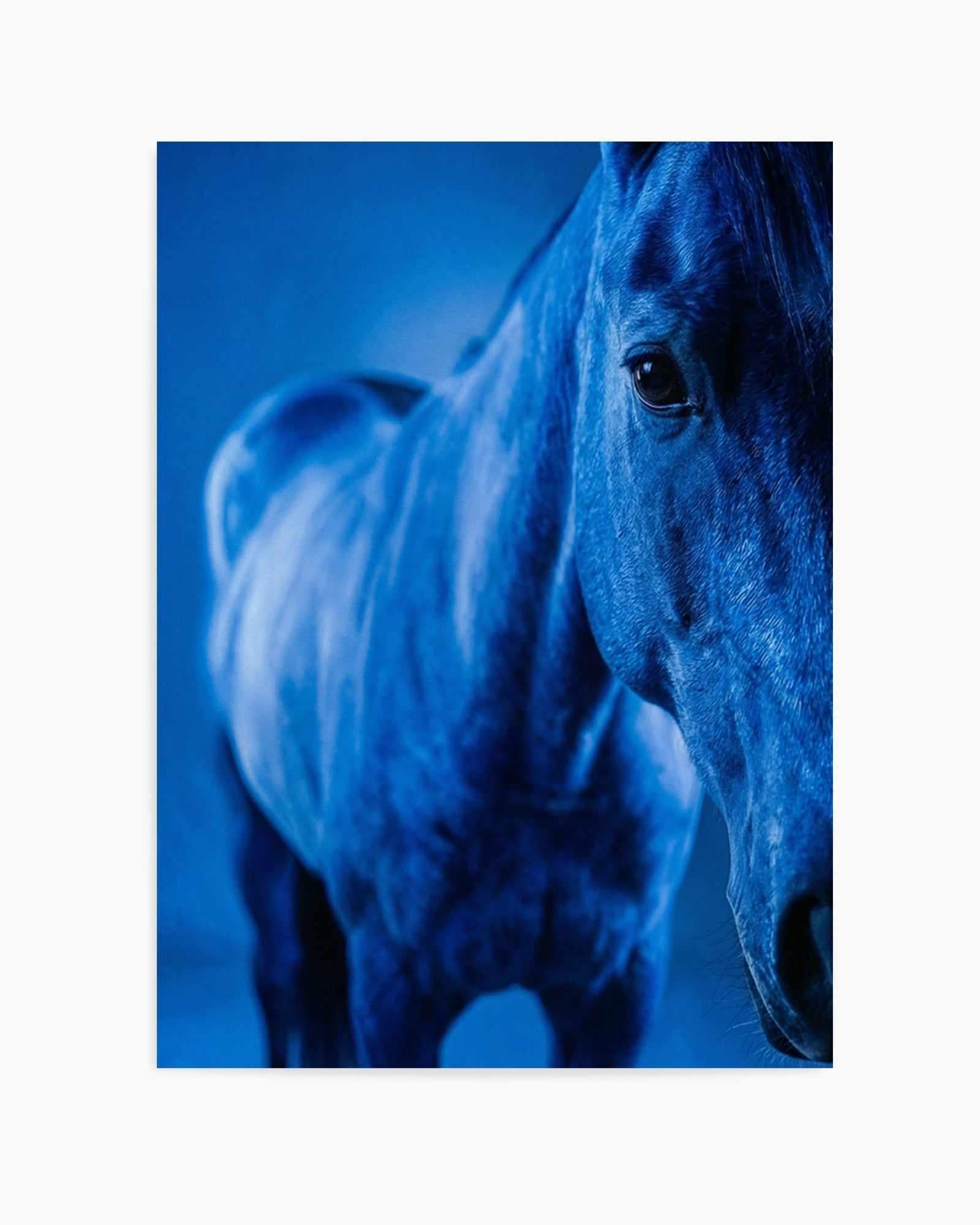 Cobalt Stallion | Art Print from Olive et Oriel where you can shop wallpaper and artworks online