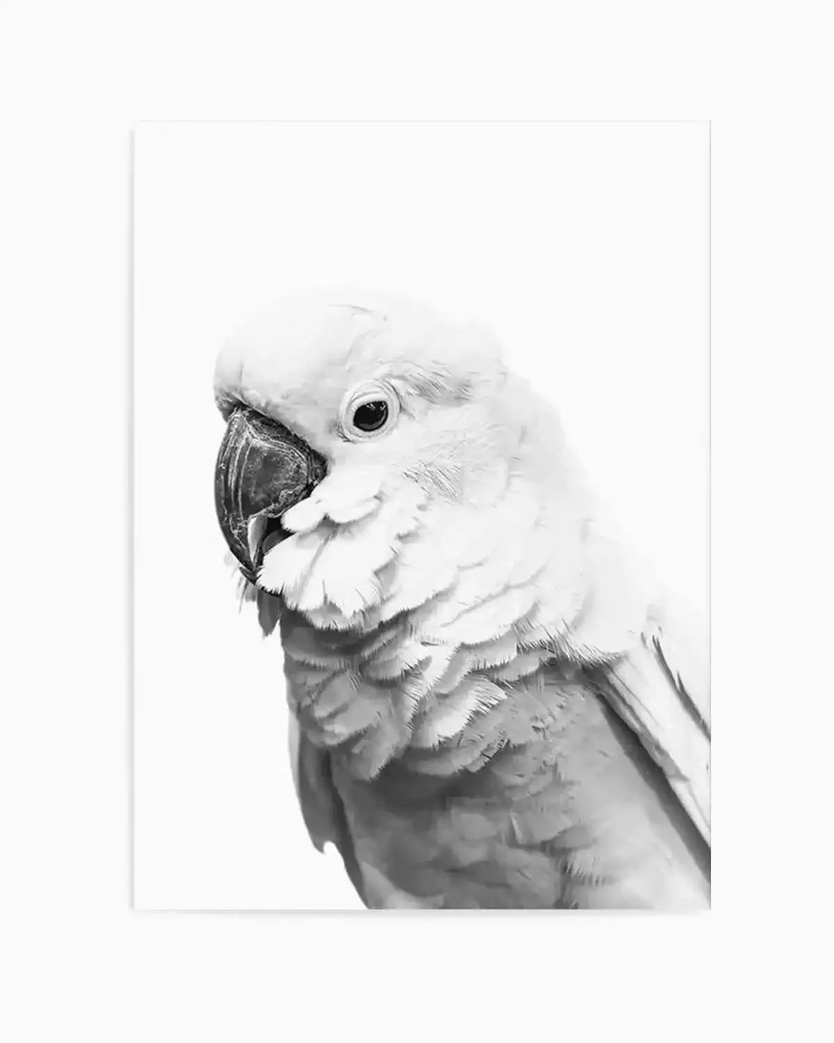 Cockatoo | B&W Art Print from Olive et Oriel where you can shop wallpaper and artworks online