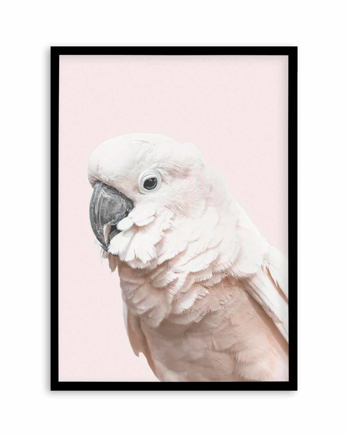 Cockatoo on Blush Art Print