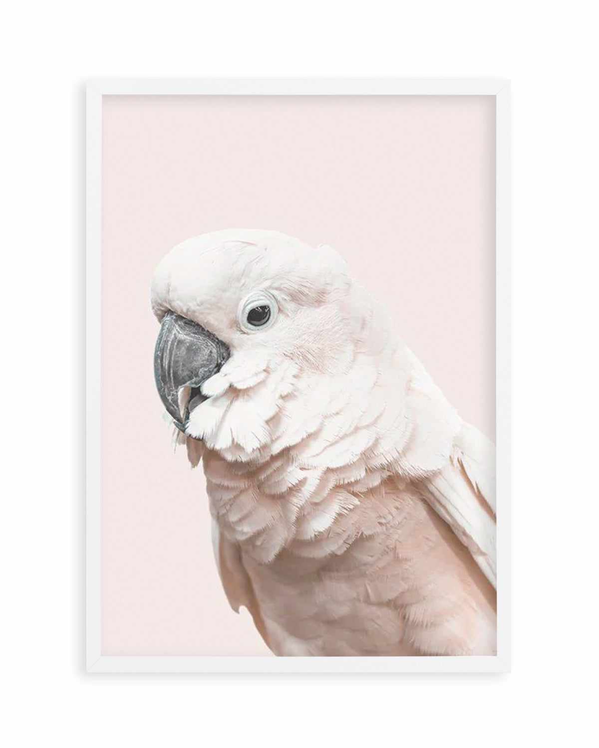 Cockatoo on Blush Art Print