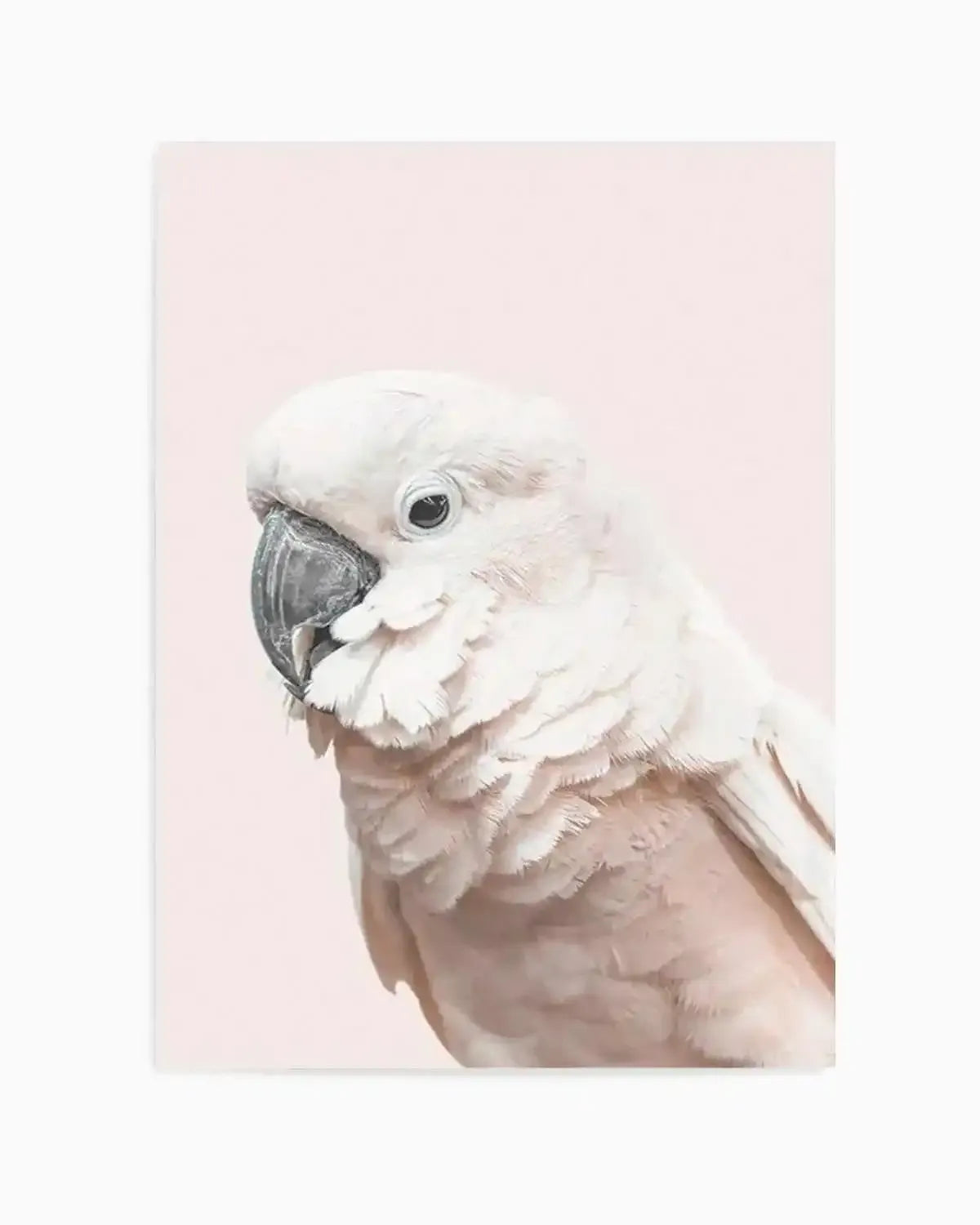 Cockatoo on Blush Art Print from Olive et Oriel where you can shop wallpaper and artworks online