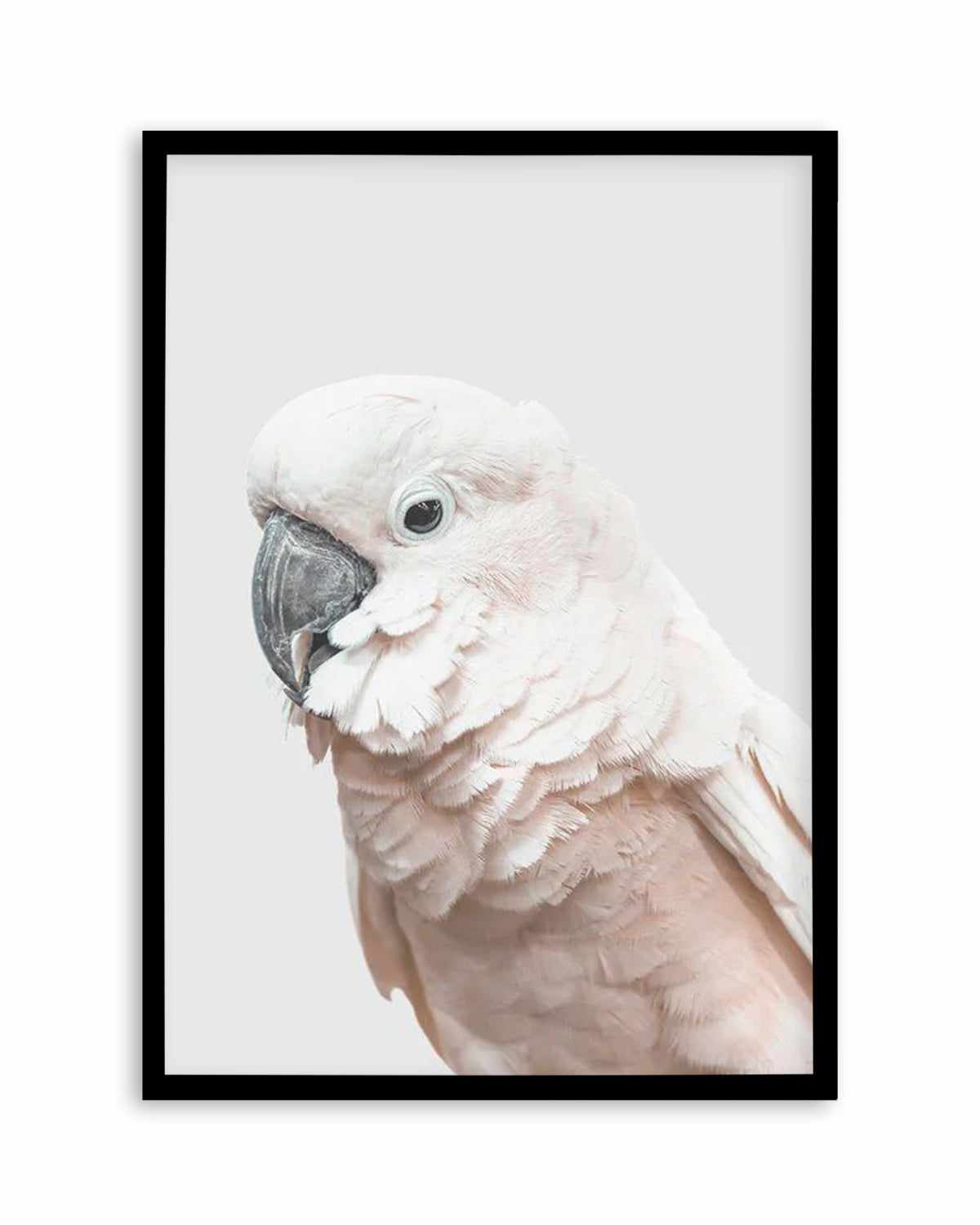 Cockatoo on Grey Art Print