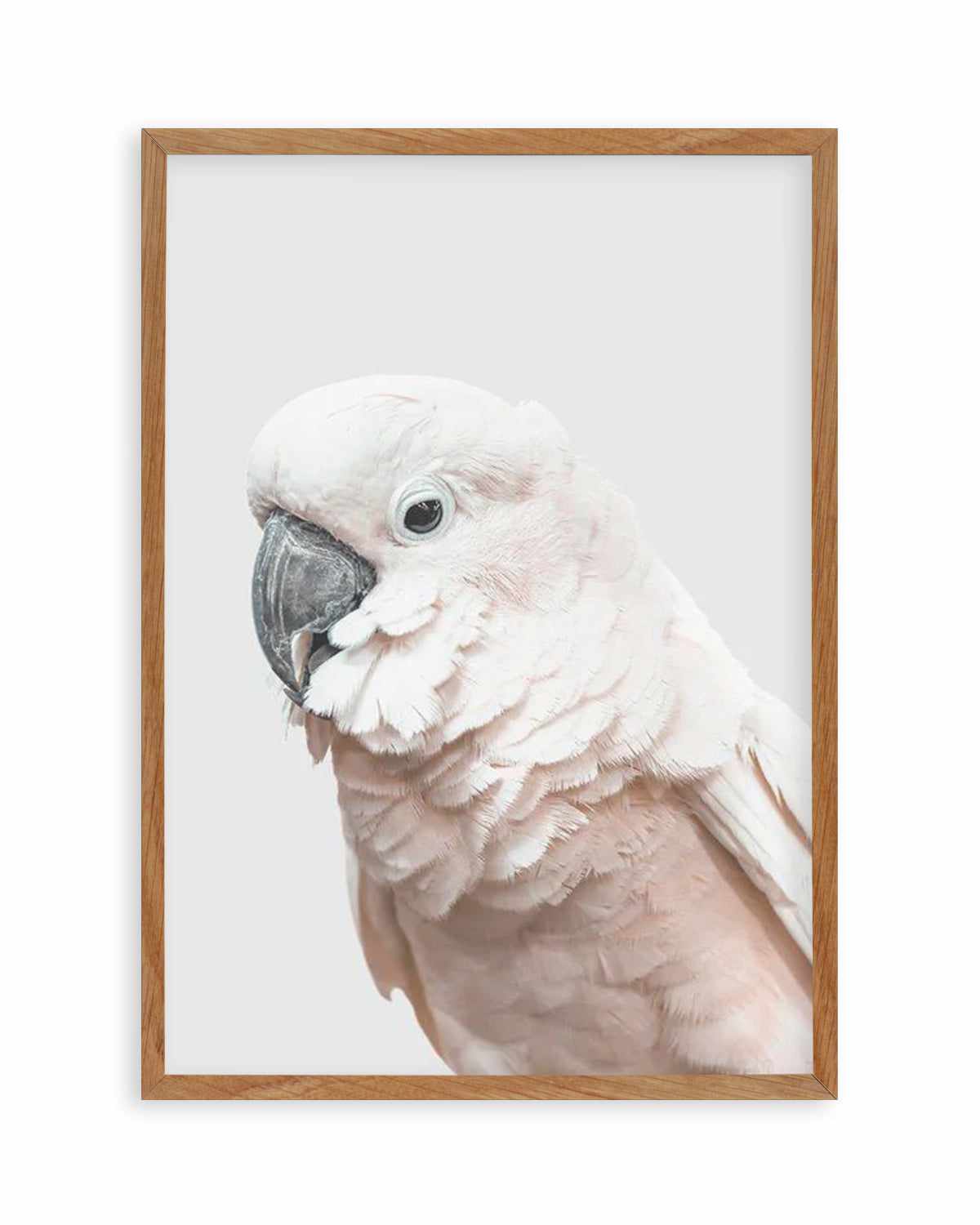 Cockatoo on Grey Art Print