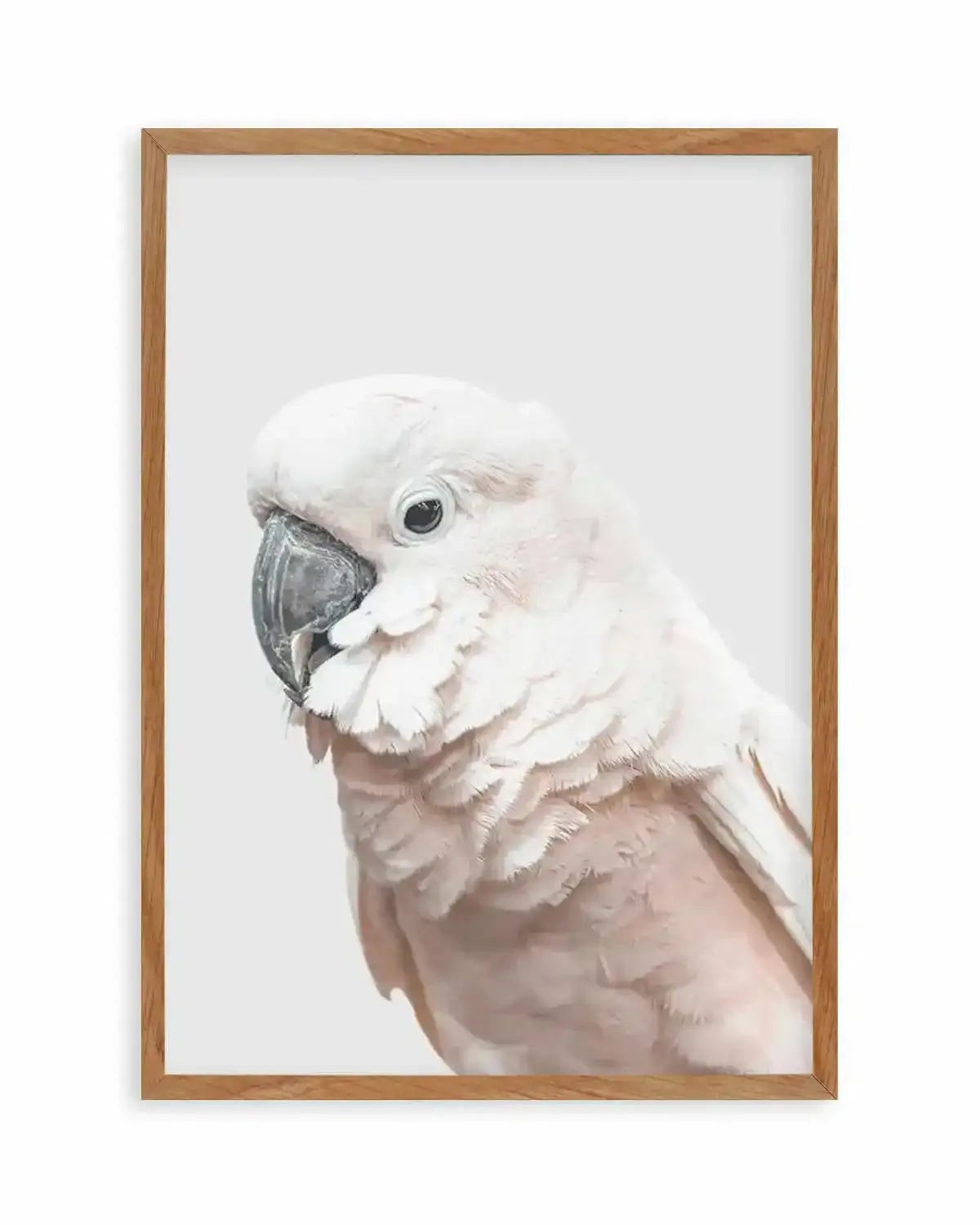 Cockatoo on Grey Art Print from Olive et Oriel where you can shop wallpaper and artworks online