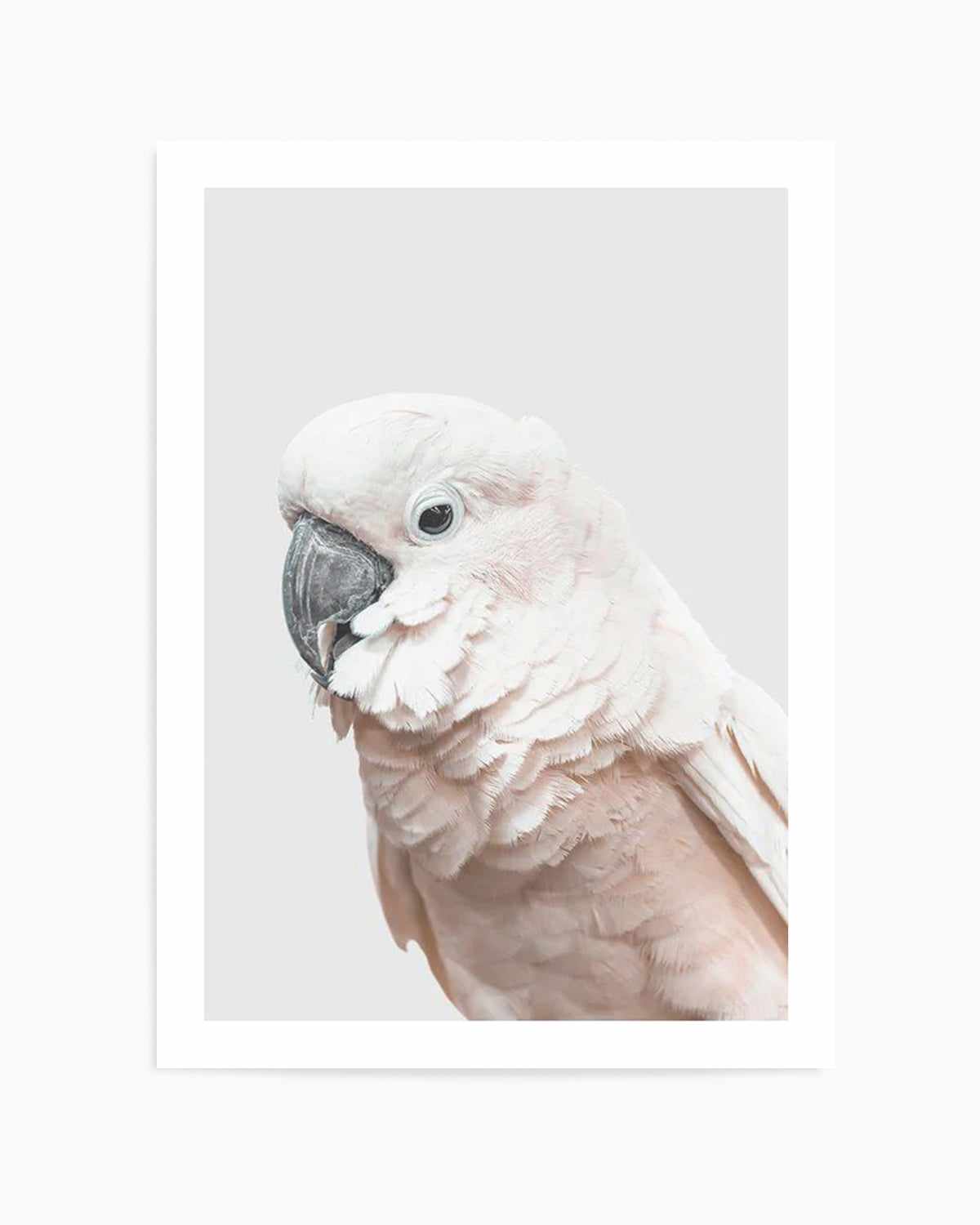 Cockatoo on Grey Art Print