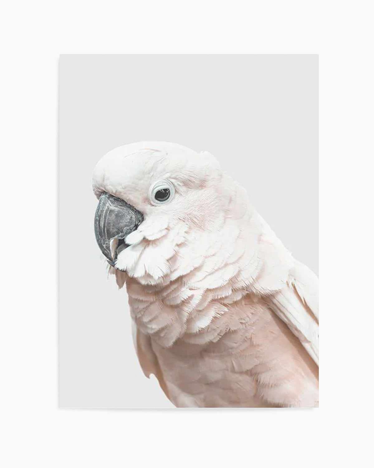 Cockatoo on Grey Art Print