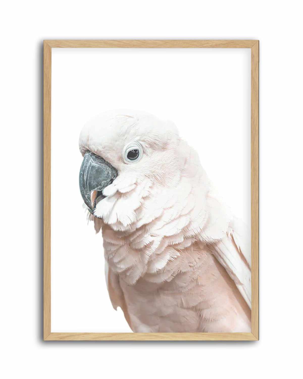 Cockatoo on White Art Print