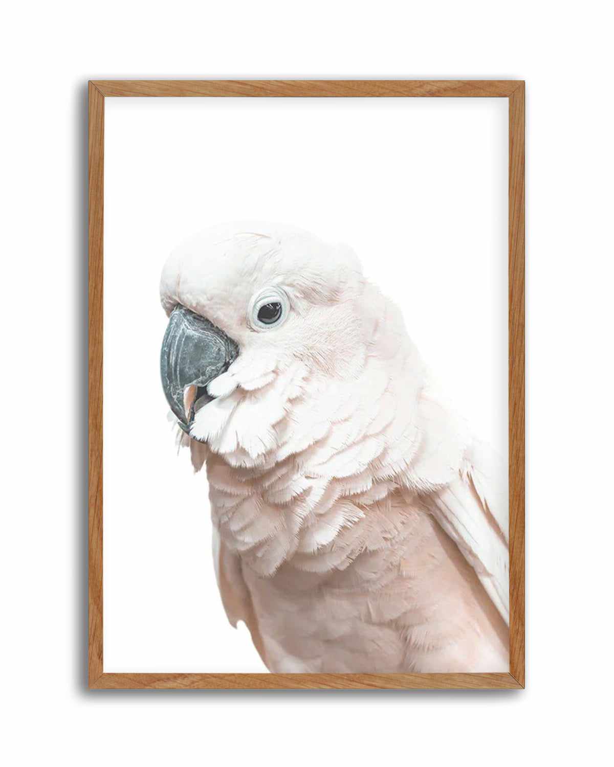 Cockatoo on White Art Print