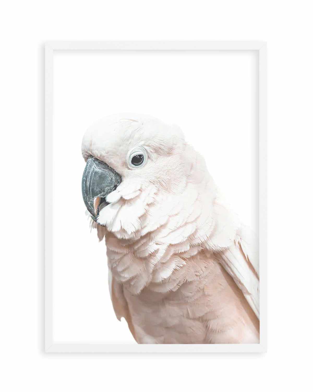 Cockatoo on White Art Print