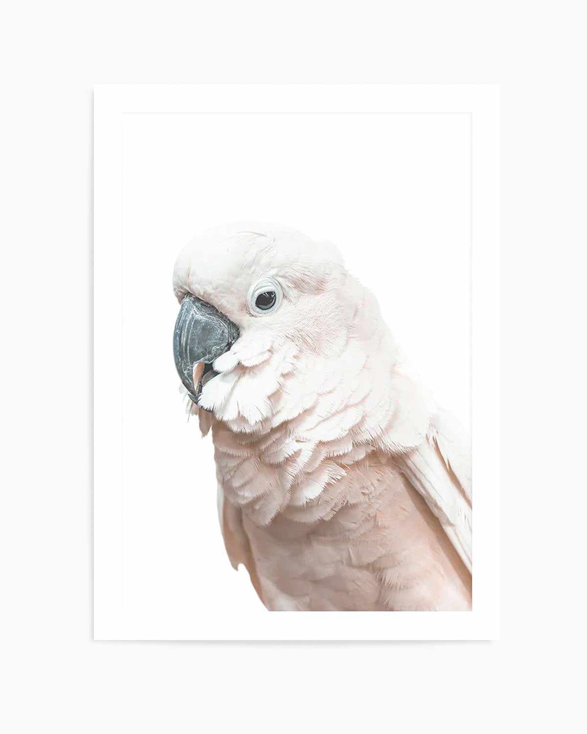 Cockatoo on White Art Print