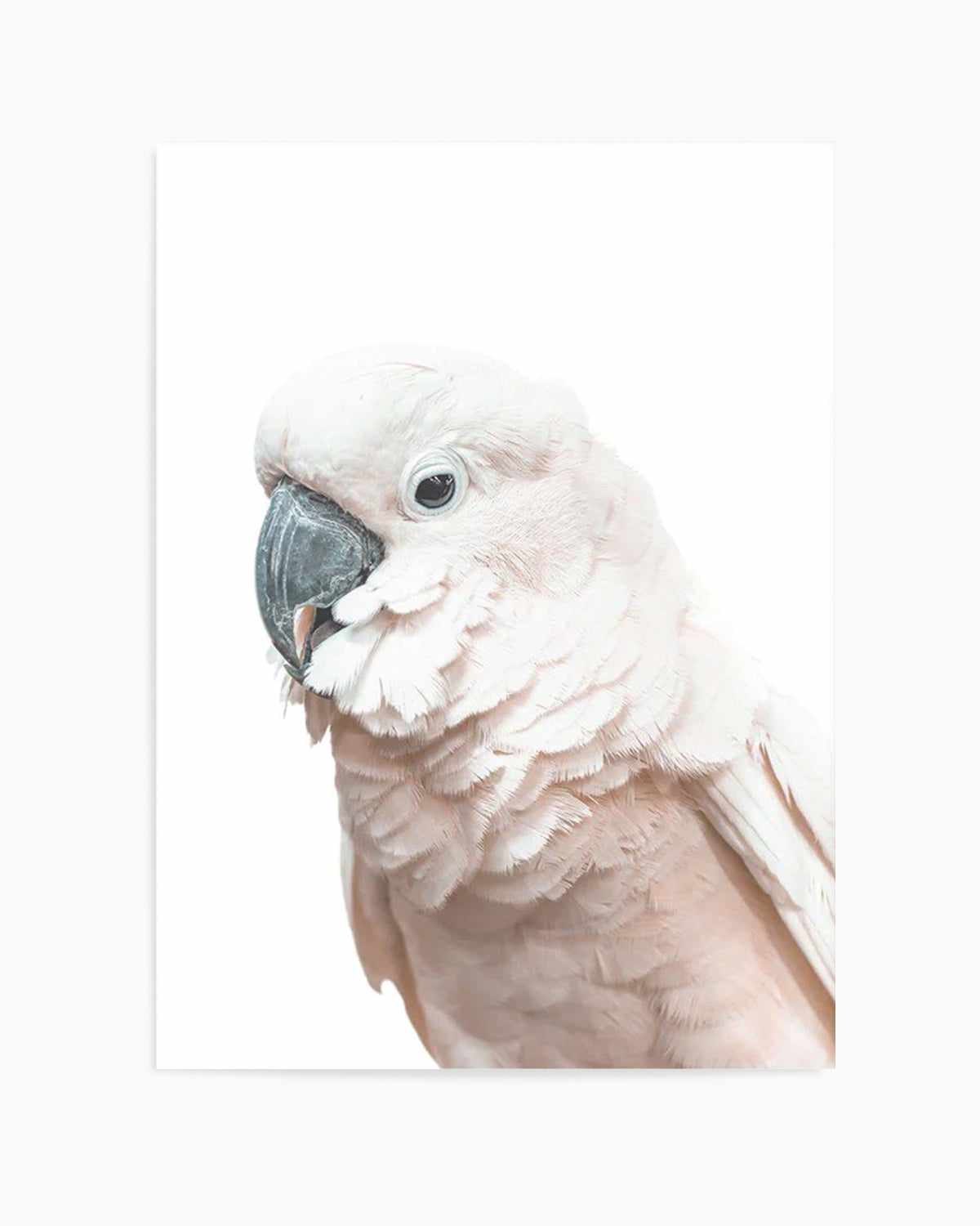 Cockatoo on White Art Print