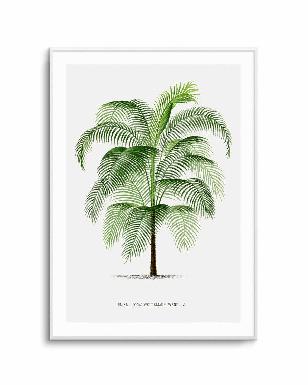 Cocos Weddeliana Vintage Palm Poster Art Print