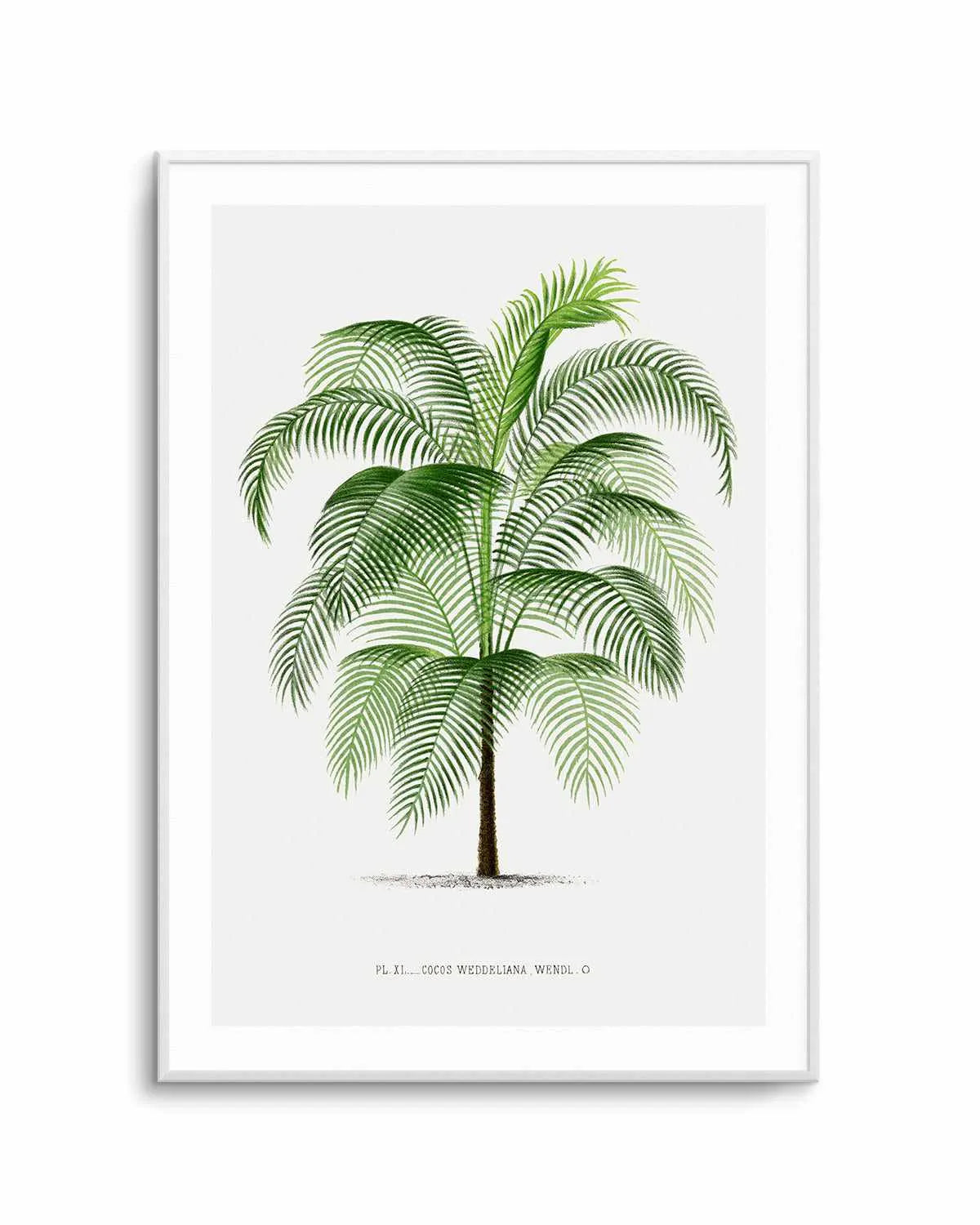 Cocos Weddeliana Vintage Palm Poster Art Print from Olive et Oriel where you can shop wallpaper and artworks online