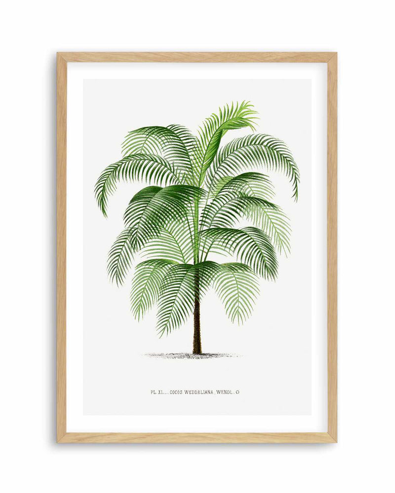 Cocos Weddeliana Vintage Palm Poster Art Print