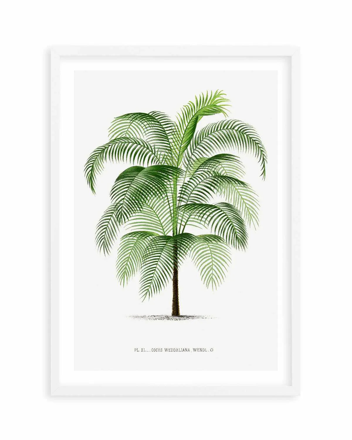 Cocos Weddeliana Vintage Palm Poster Art Print from Olive et Oriel where you can shop wallpaper and artworks online