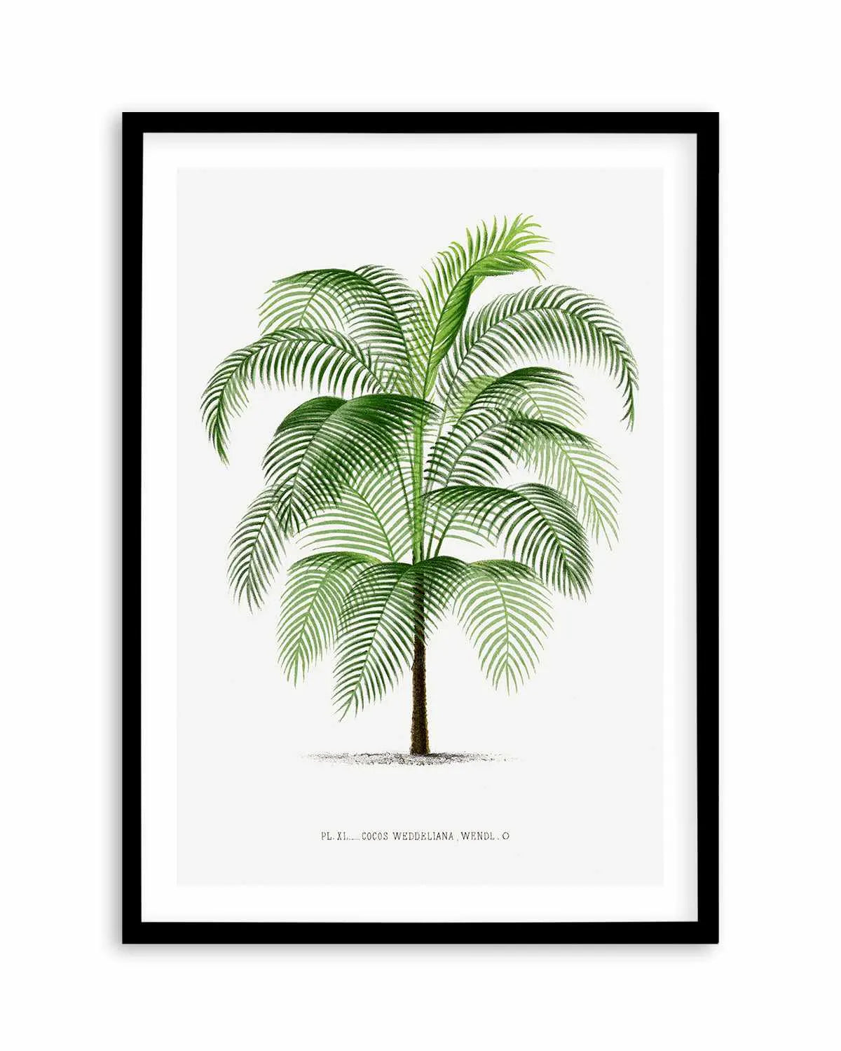 Cocos Weddeliana Vintage Palm Poster Art Print from Olive et Oriel where you can shop wallpaper and artworks online