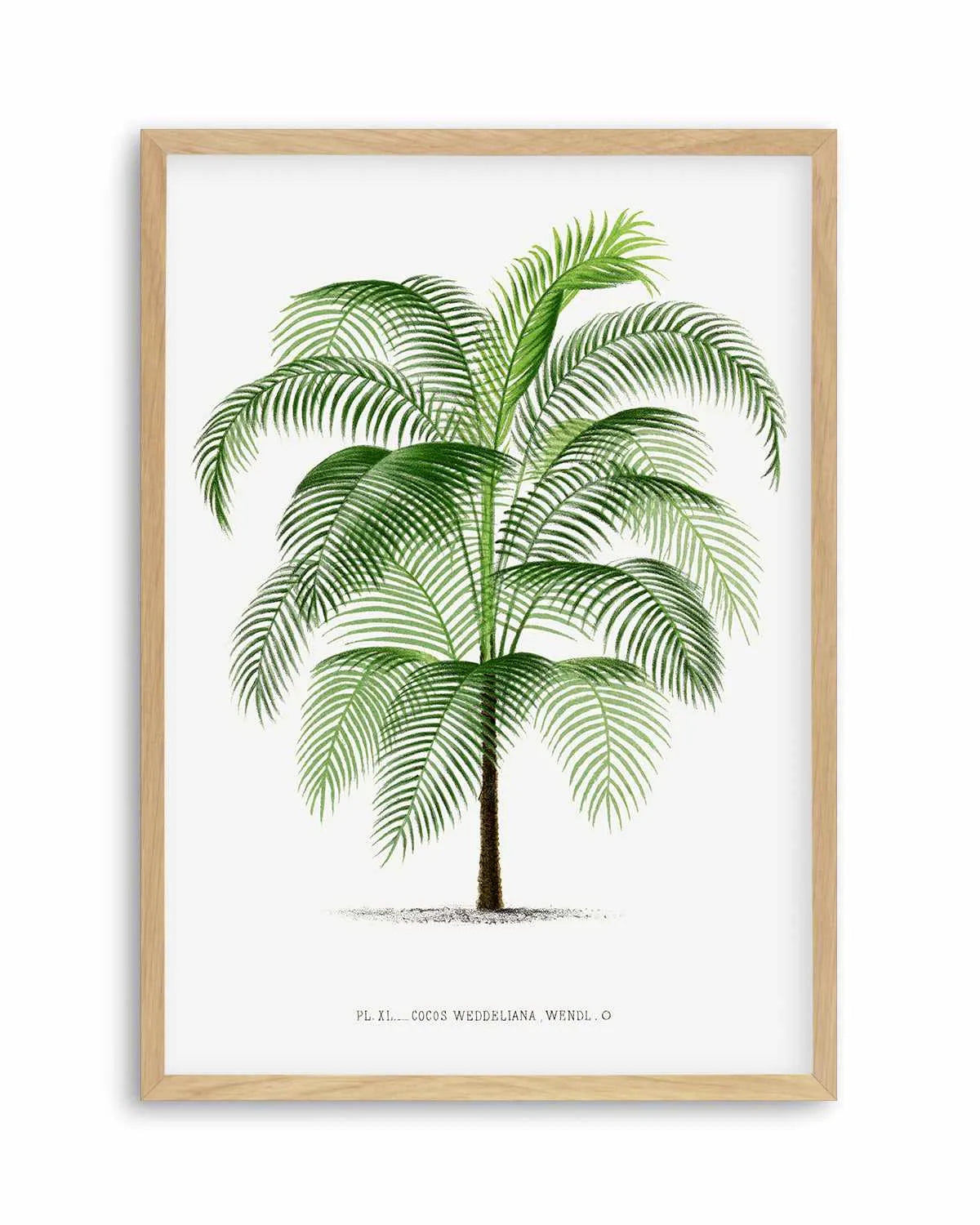 Cocos Weddeliana Vintage Palm Poster Art Print from Olive et Oriel where you can shop wallpaper and artworks online
