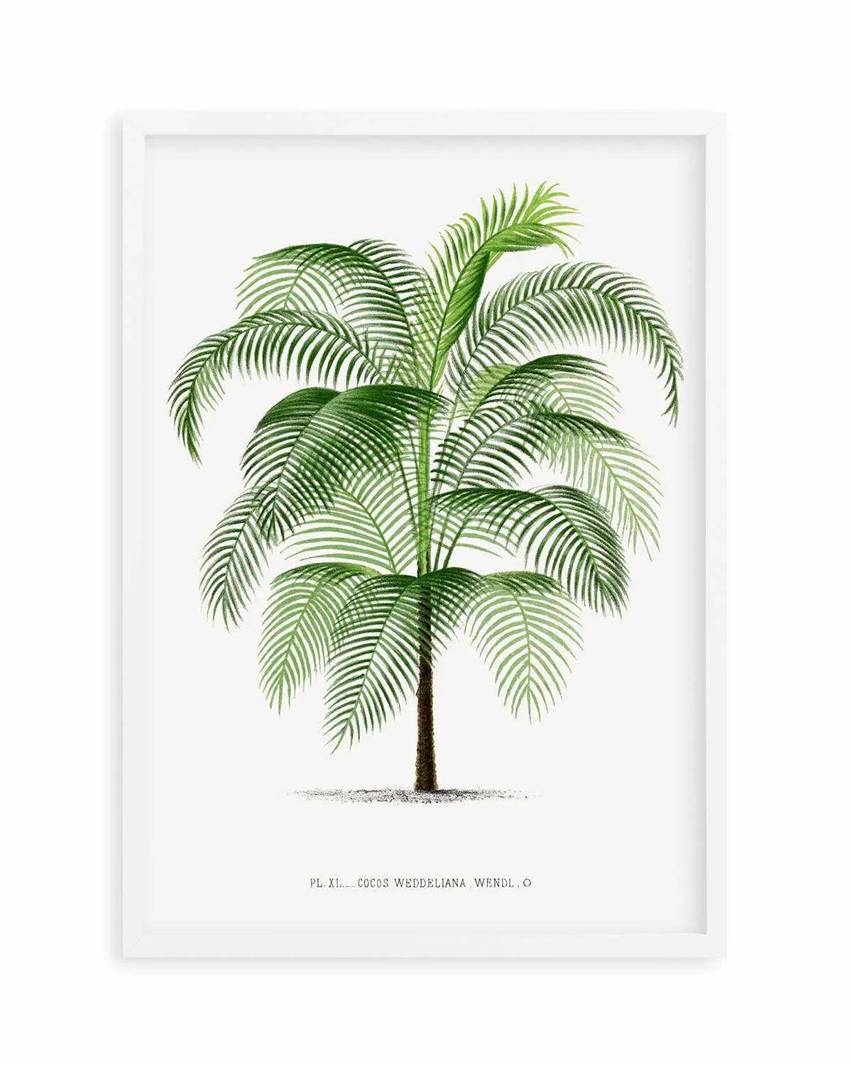 Cocos Weddeliana Vintage Palm Poster Art Print from Olive et Oriel where you can shop wallpaper and artworks online
