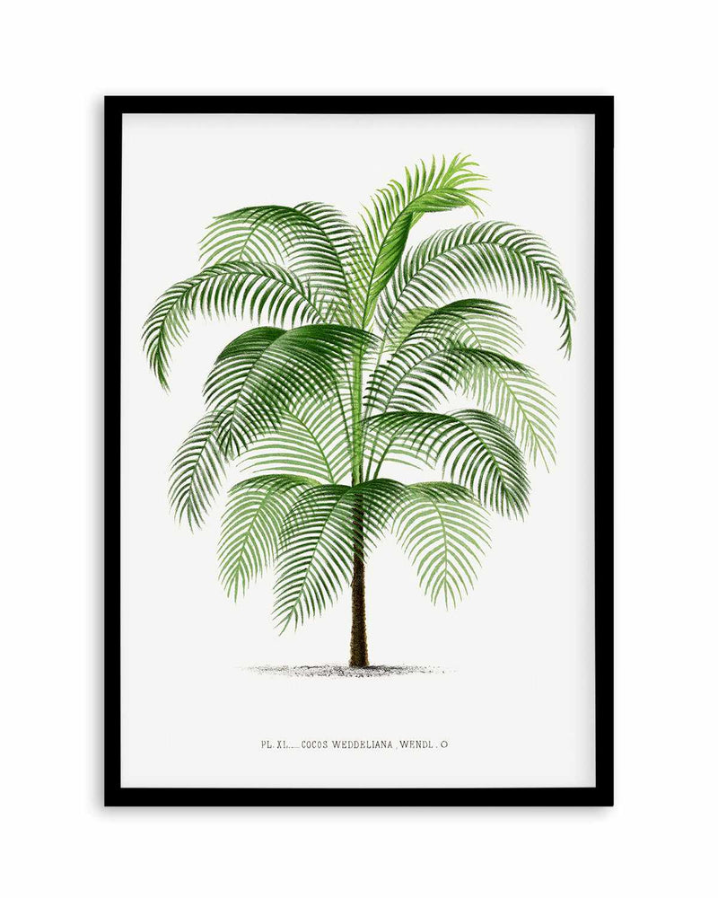 Cocos Weddeliana Vintage Palm Poster Art Print