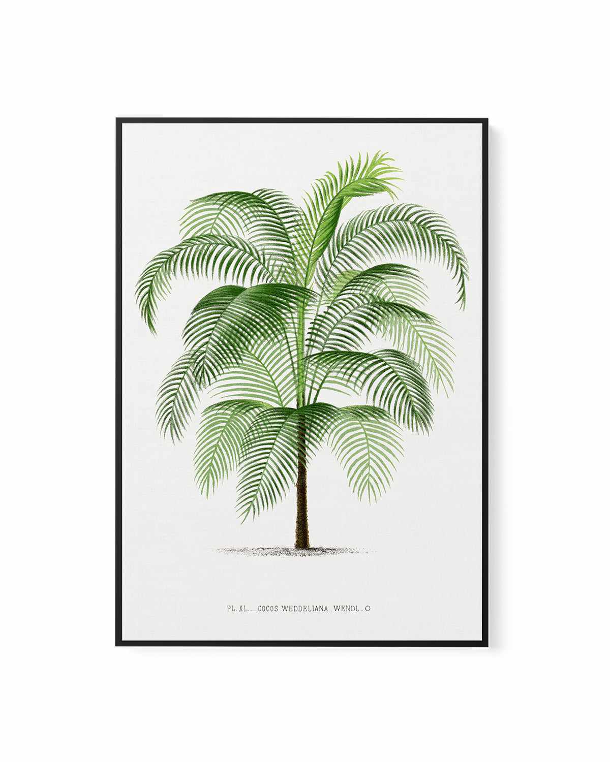 Cocos Weddeliana Vintage Palm Poster | Framed Canvas Art Print