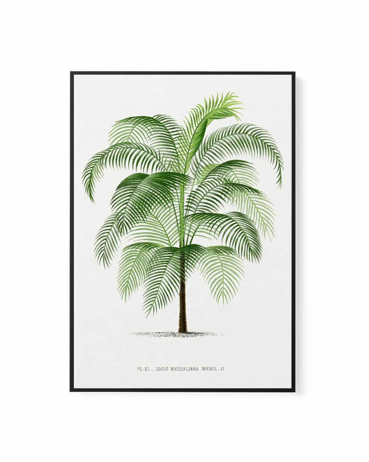 Cocos Weddeliana Vintage Palm Poster | Framed Canvas Art Print from Olive et Oriel where you can shop wallpaper and artworks online