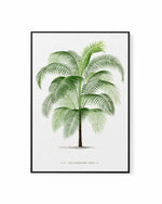 Cocos Weddeliana Vintage Palm Poster | Framed Canvas Art Print