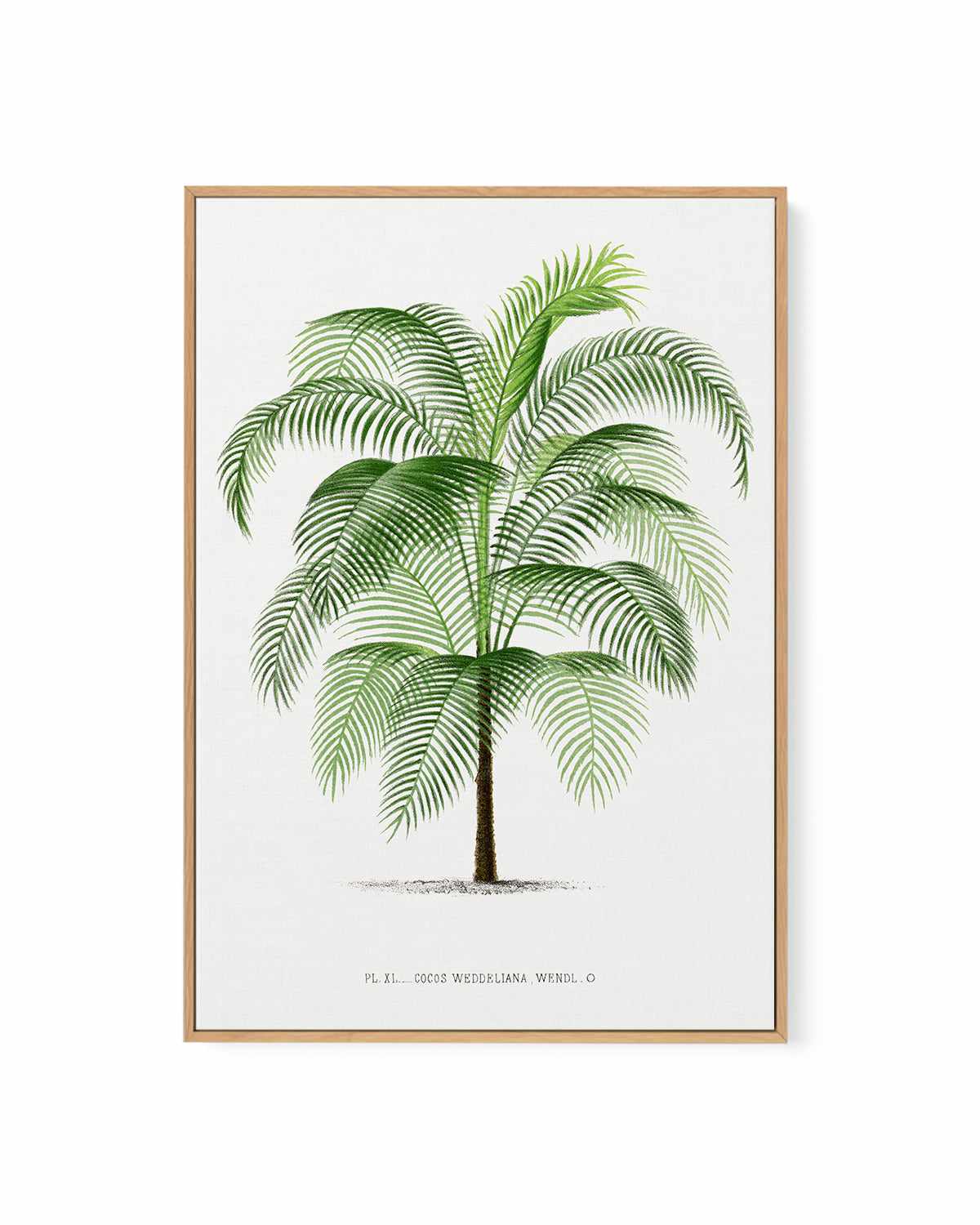 Cocos Weddeliana Vintage Palm Poster | Framed Canvas Art Print