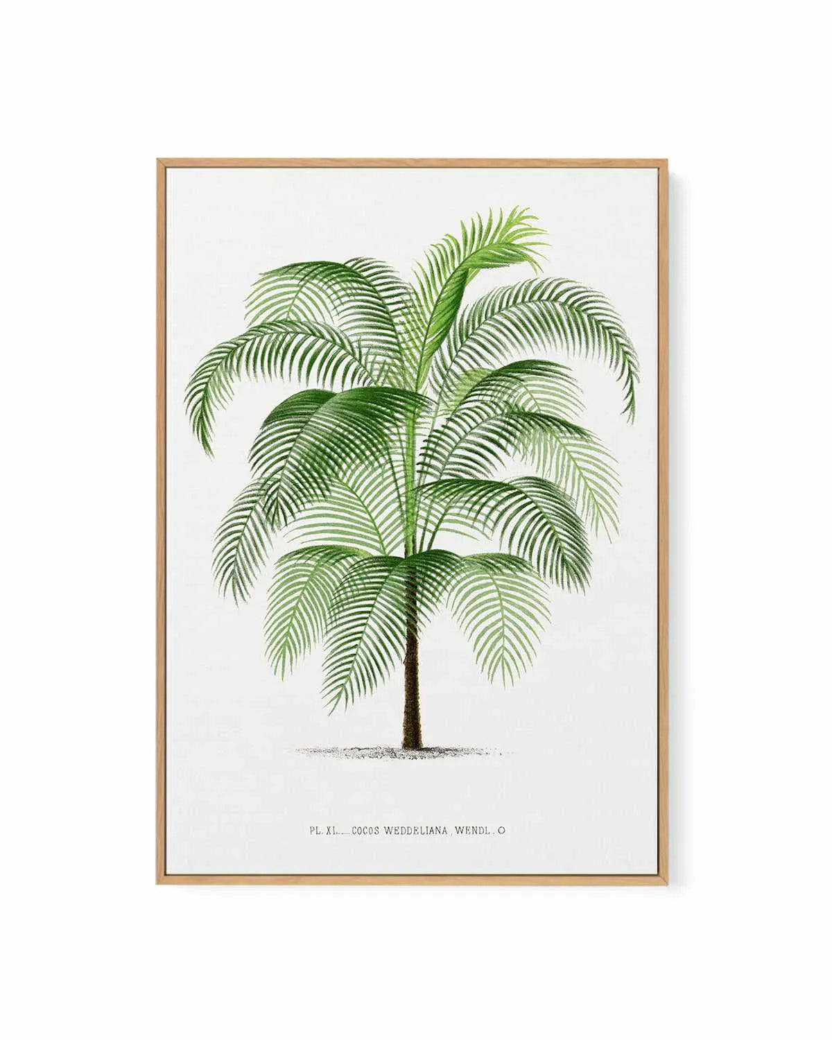 Cocos Weddeliana Vintage Palm Poster | Framed Canvas Art Print from Olive et Oriel where you can shop wallpaper and artworks online