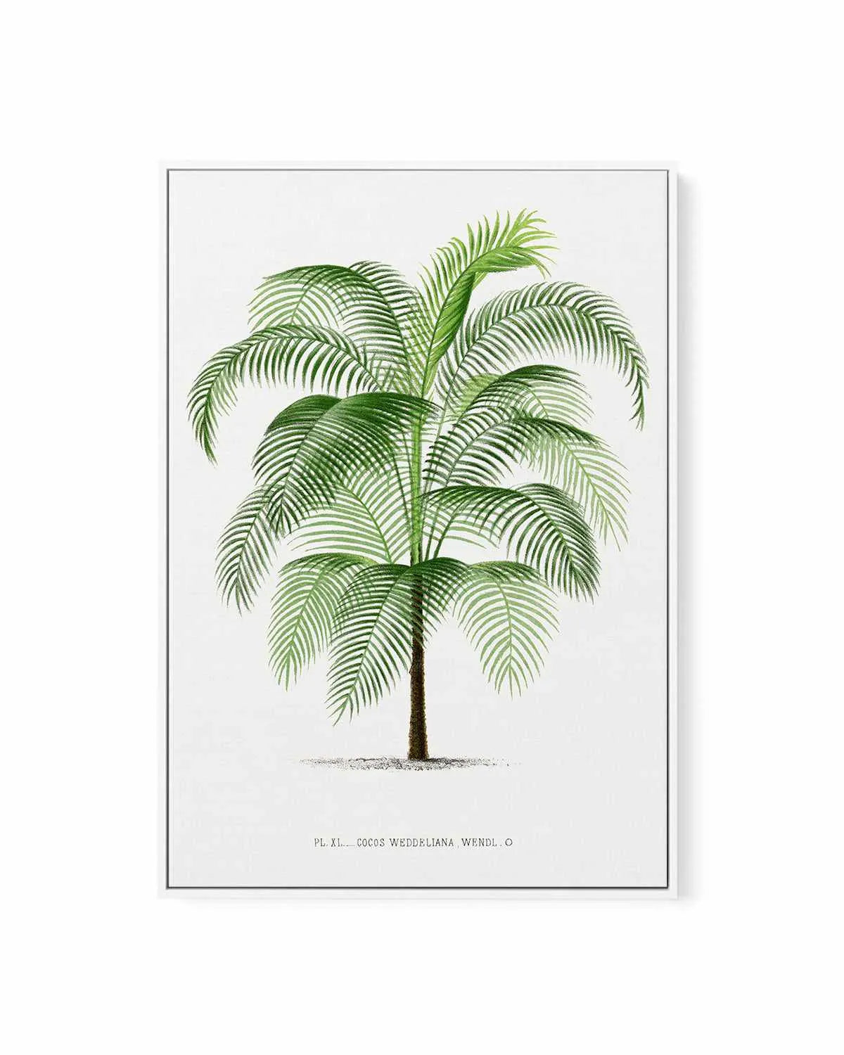 Cocos Weddeliana Vintage Palm Poster | Framed Canvas Art Print from Olive et Oriel where you can shop wallpaper and artworks online
