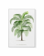 Cocos Weddeliana Vintage Palm Poster | Framed Canvas Art Print