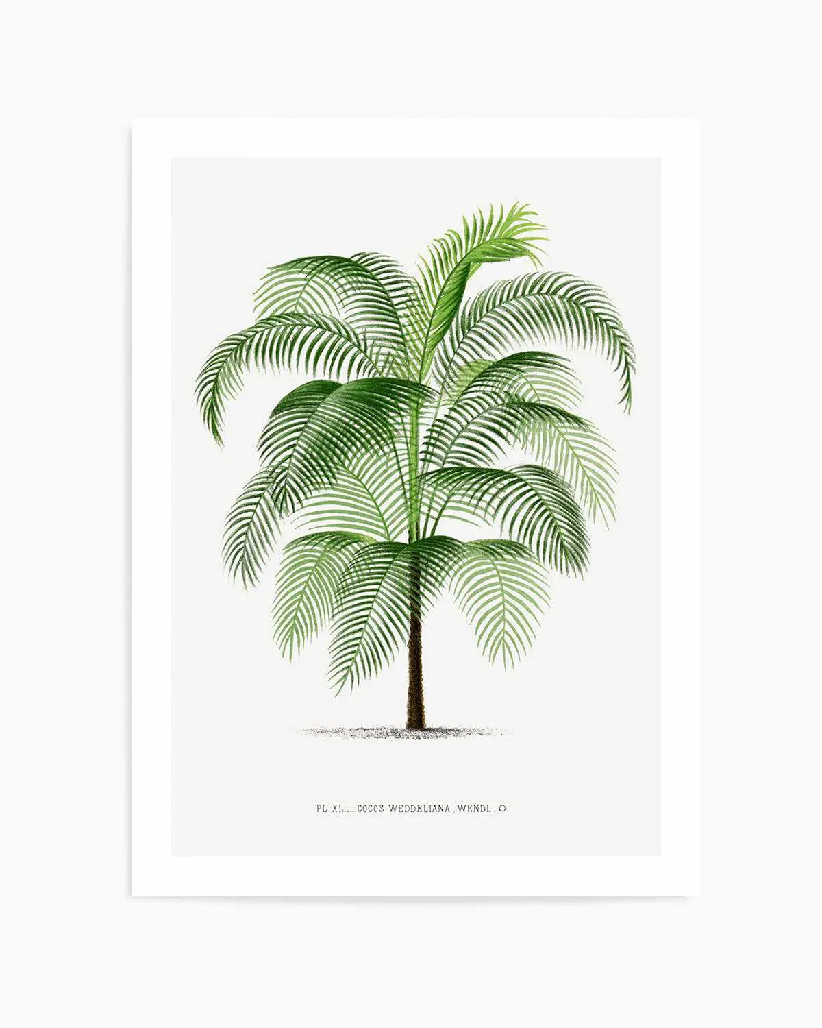 Cocos Weddeliana Vintage Palm Poster Art Print from Olive et Oriel where you can shop wallpaper and artworks online