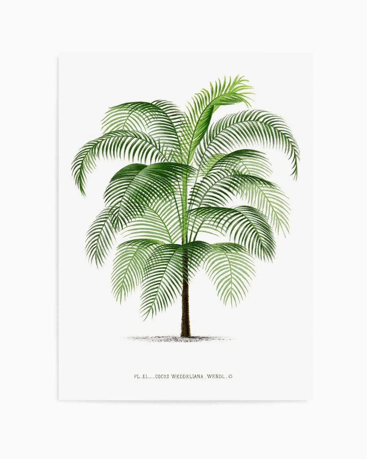 Cocos Weddeliana Vintage Palm Poster Art Print from Olive et Oriel where you can shop wallpaper and artworks online