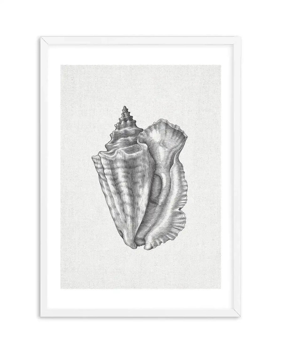Framed art print featuring a detailed black and white illustration of a conch shell on a textured off-white background, displayed in a white frame with a white border. The shell is depicted with intricate line work, showcasing its spiral form and ruffled opening.