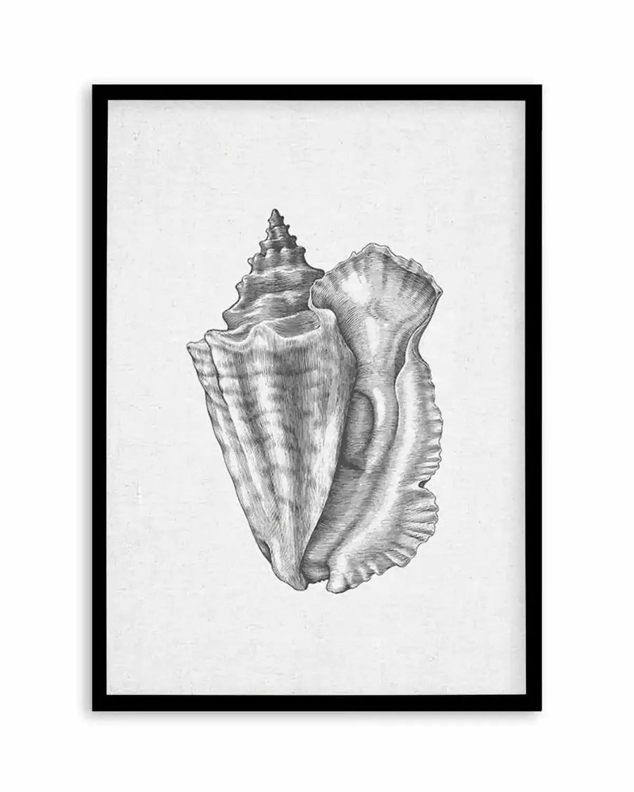 Conch shell art print featuring a detailed black and white illustration of a large conch shell with intricate spiral and ruffled edge details, printed on fine art paper and displayed in a black frame with white border.