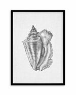 Conch Shell on Linen Art Print