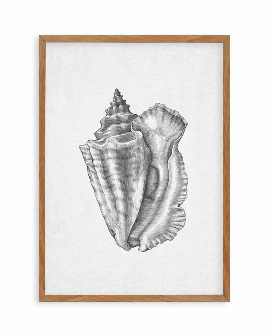 Framed art print featuring a detailed black and white illustration of a conch shell with a pointed spiral top and a wide, ruffled opening, printed on a textured linen-look background and displayed in a natural oak frame with white border.