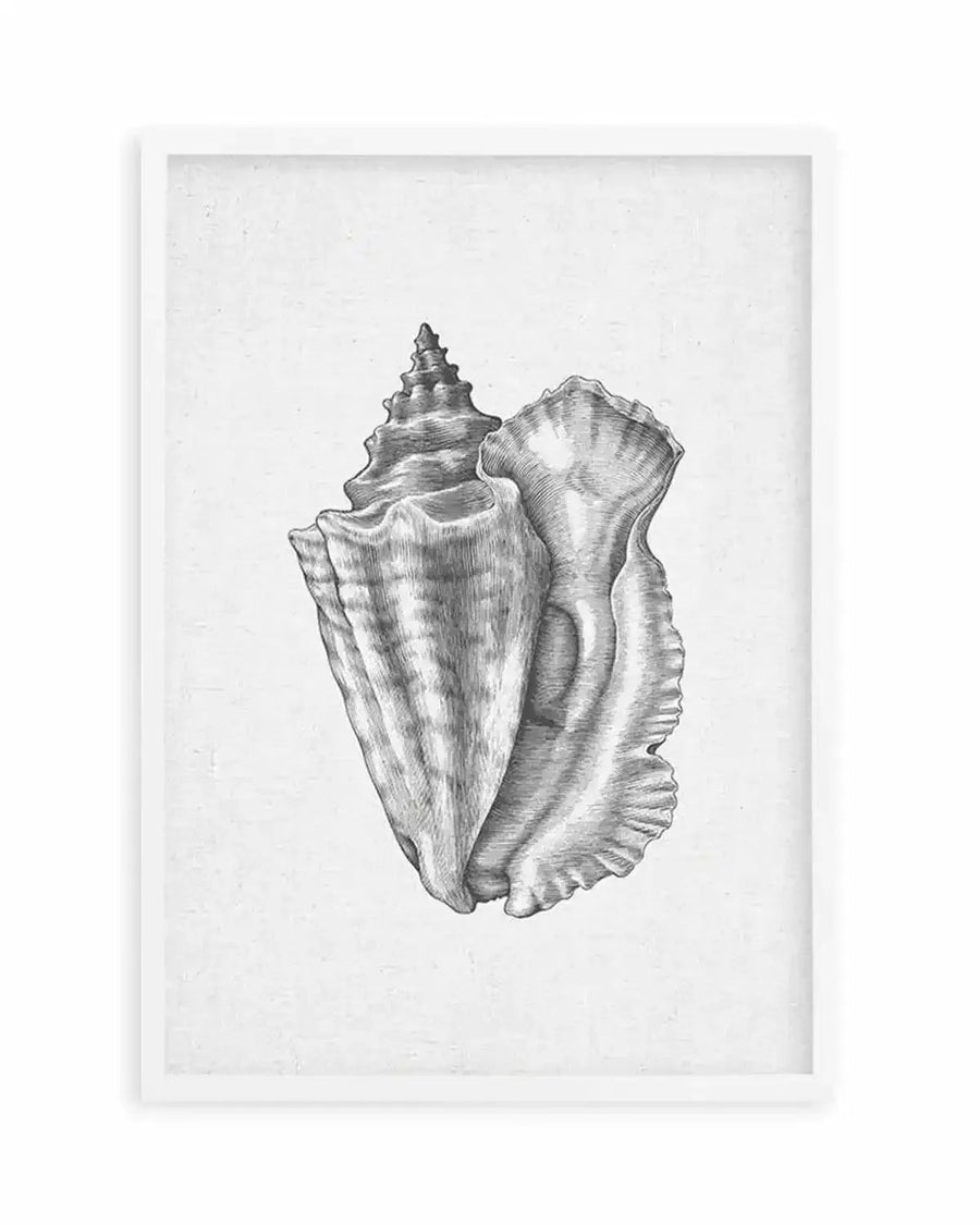 Framed art print featuring a detailed black and white illustration of a conch shell on a textured white background, with a white frame and white border. The shell is depicted with intricate lines and shading, highlighting its spiral form and ruffled opening.