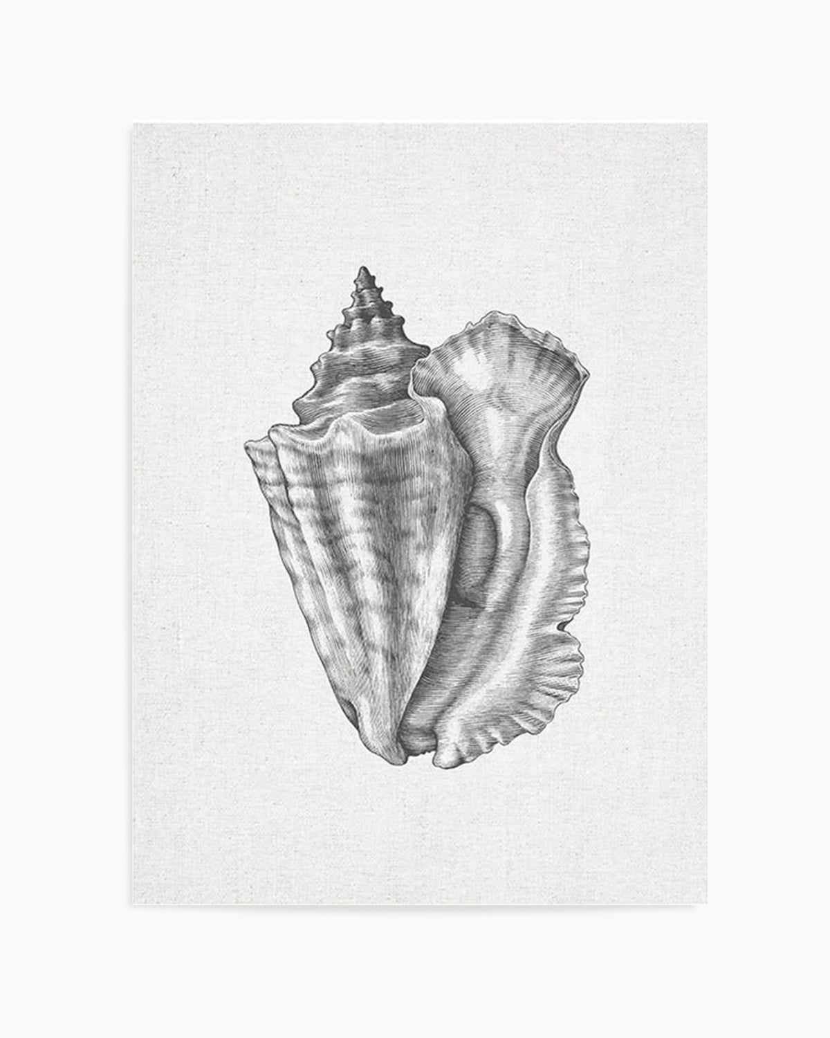 Conch Shell on Linen Art Print