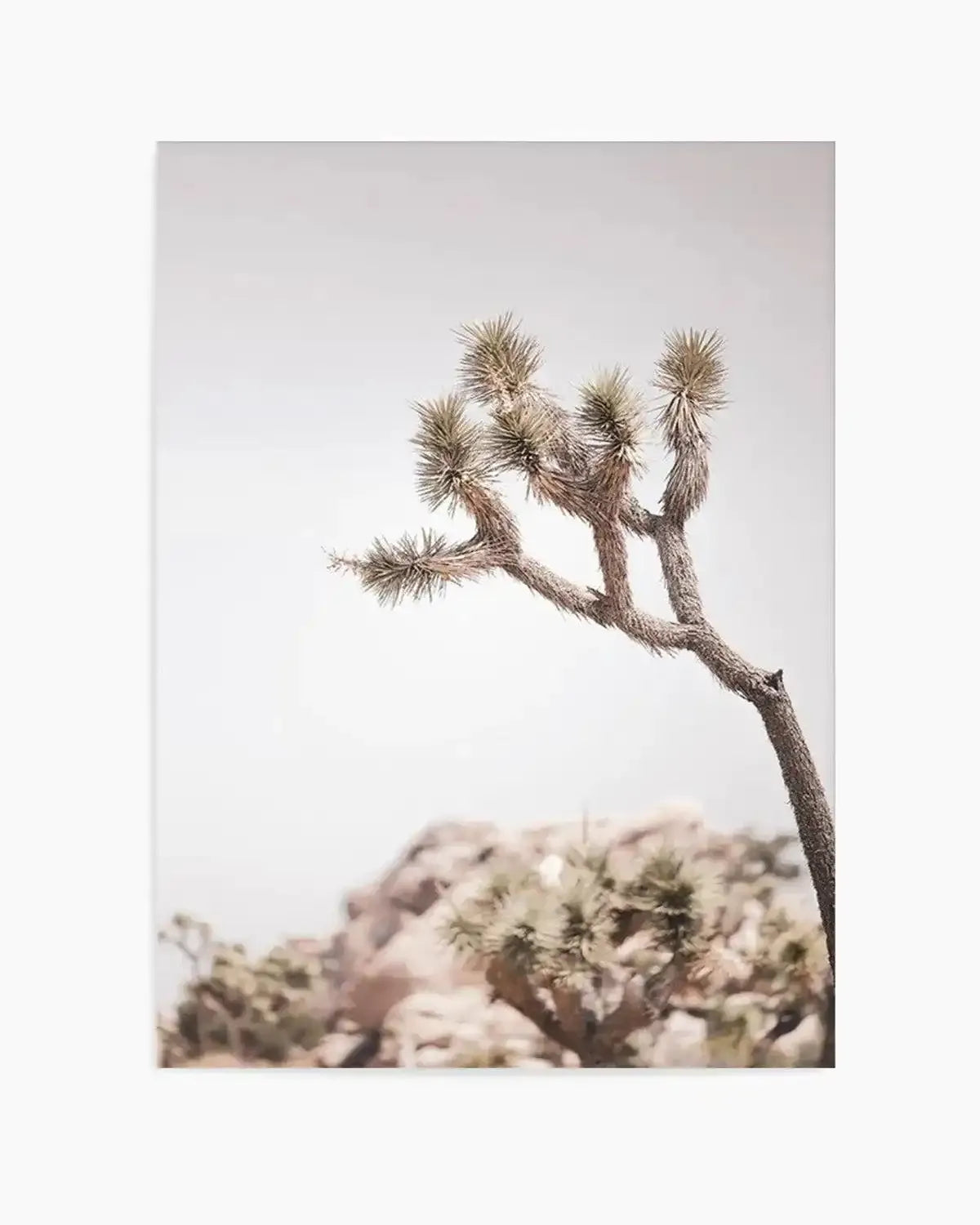 Cool Joshua Tree I | PT Art Print from Olive et Oriel where you can shop wallpaper and artworks online
