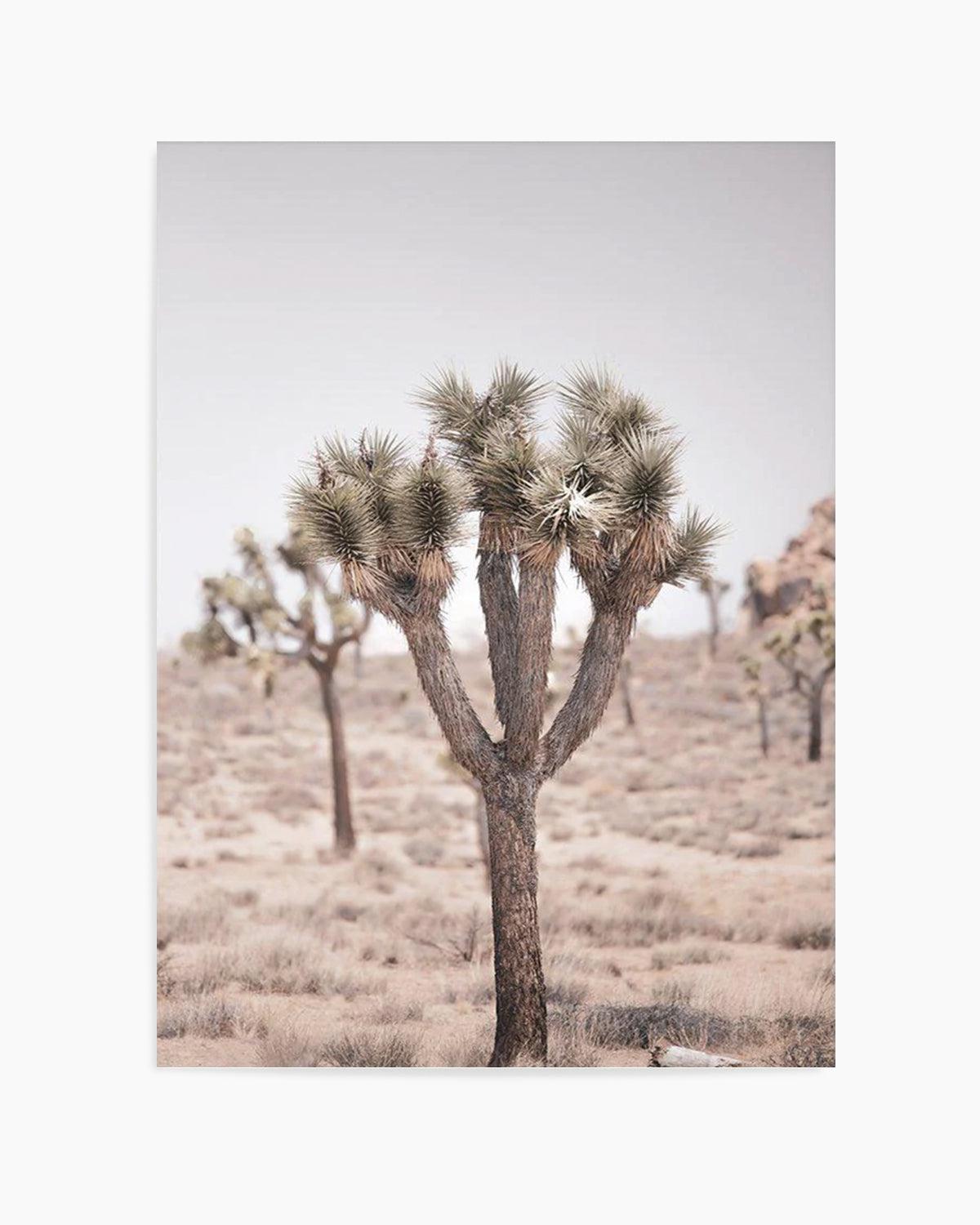 Cool Joshua Tree II | PT Art Print