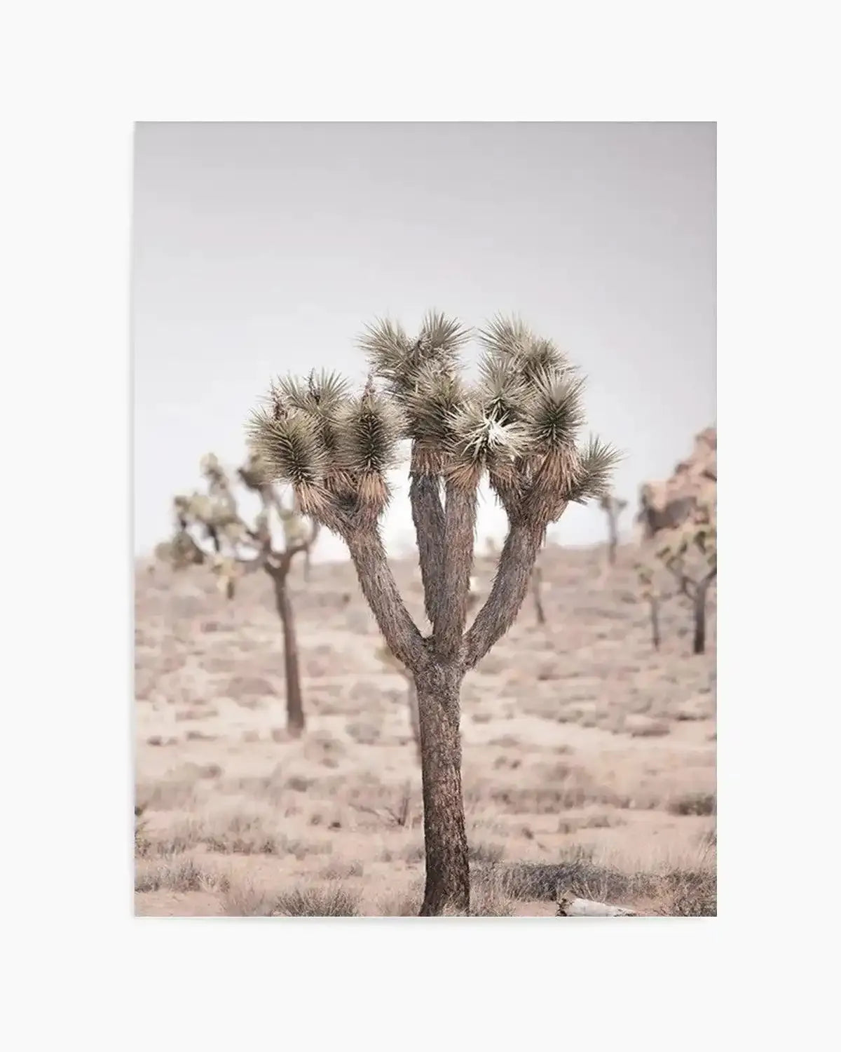 Cool Joshua Tree II | PT Art Print from Olive et Oriel where you can shop wallpaper and artworks online