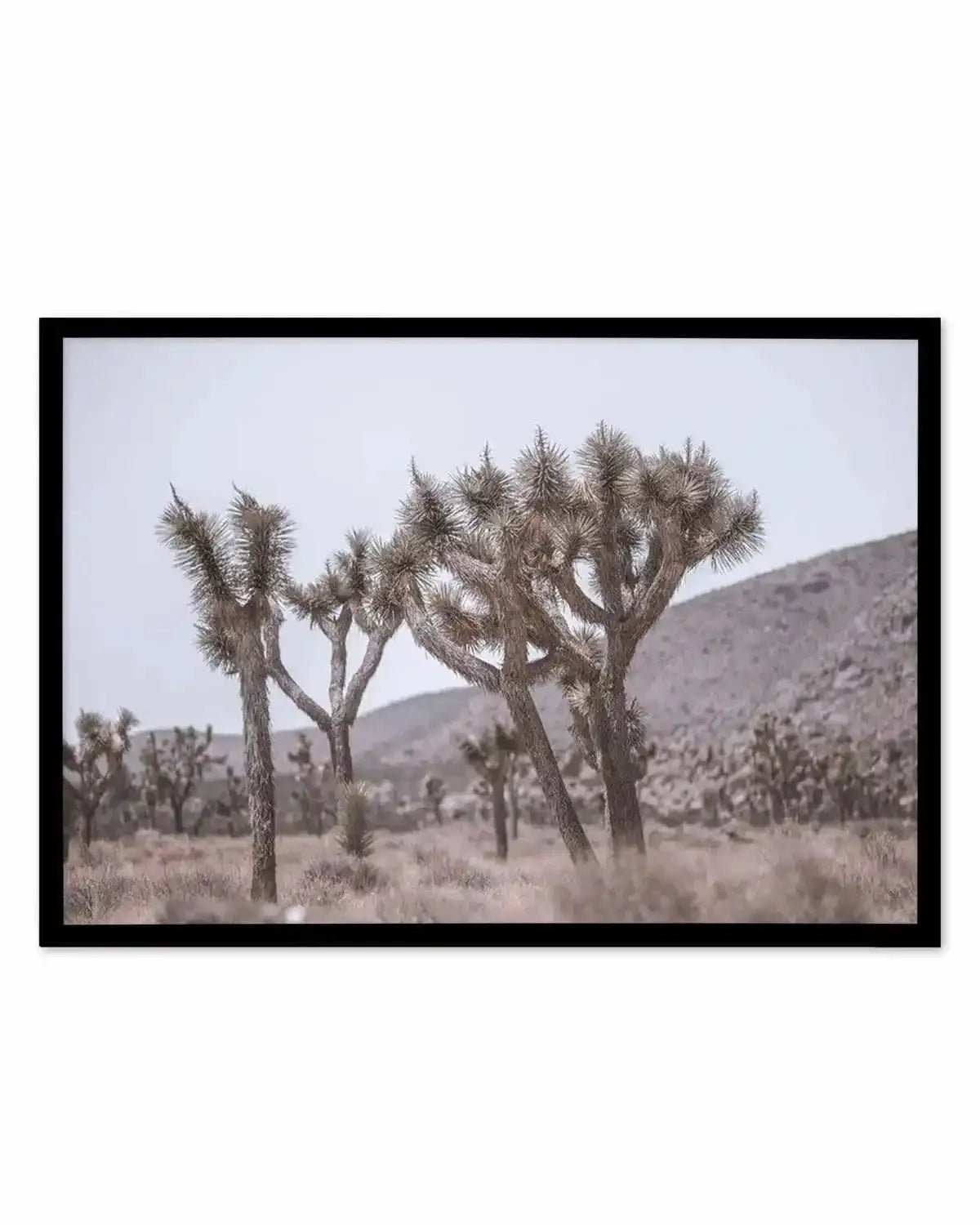Cool Joshua Tree | LS Art Print from Olive et Oriel where you can shop wallpaper and artworks online