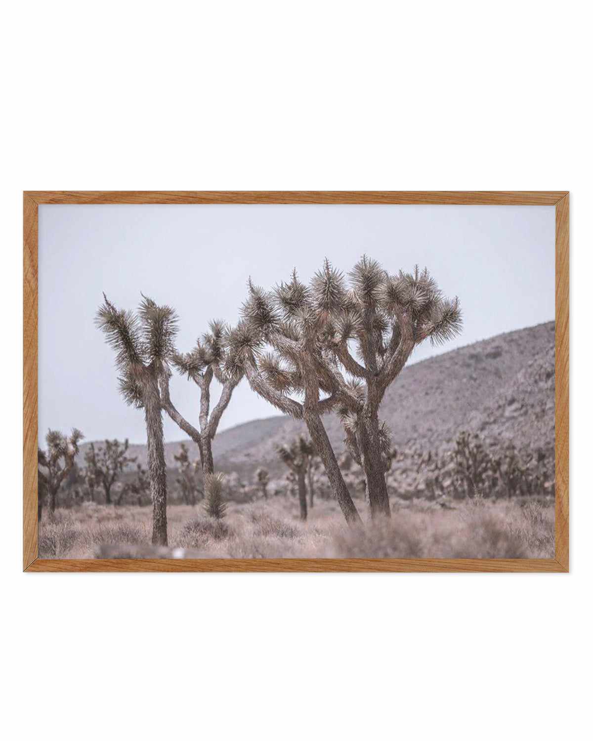 Cool Joshua Tree | LS Art Print